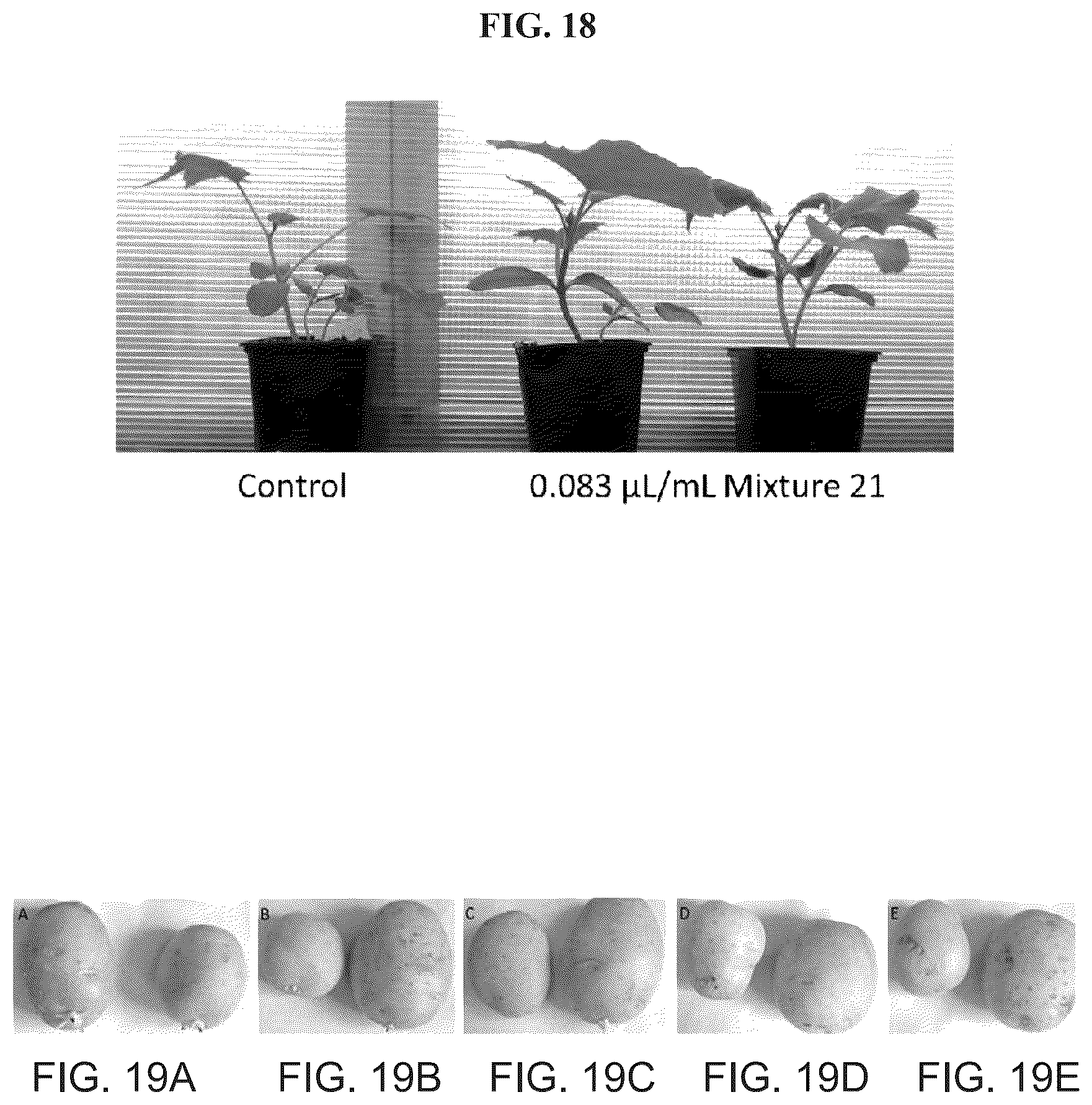 Patent US12098362 Figure 12 – Uses of Daldinia sp. or volatile organic compounds derived therefrom