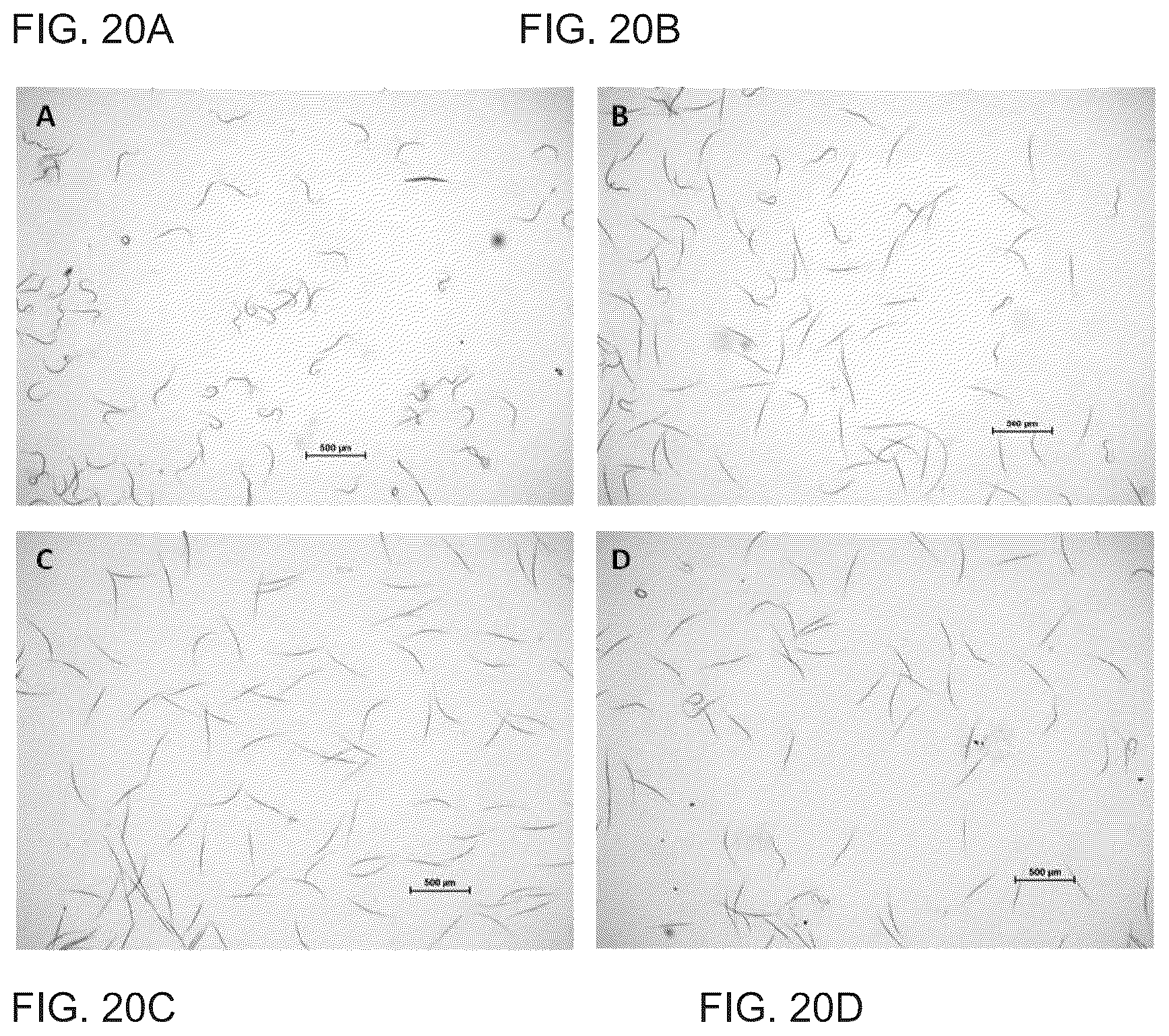 Patent US12098362 Figure 13 – Uses of Daldinia sp. or volatile organic compounds derived therefrom
