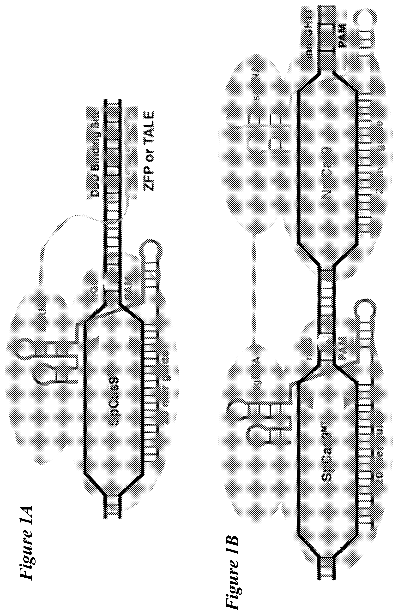 Patent US12098363 Figure 1 – Targeting BCL11A distal regulatory elements with a CAS9-CAS9 fusion for fetal hemoglobin reinduction