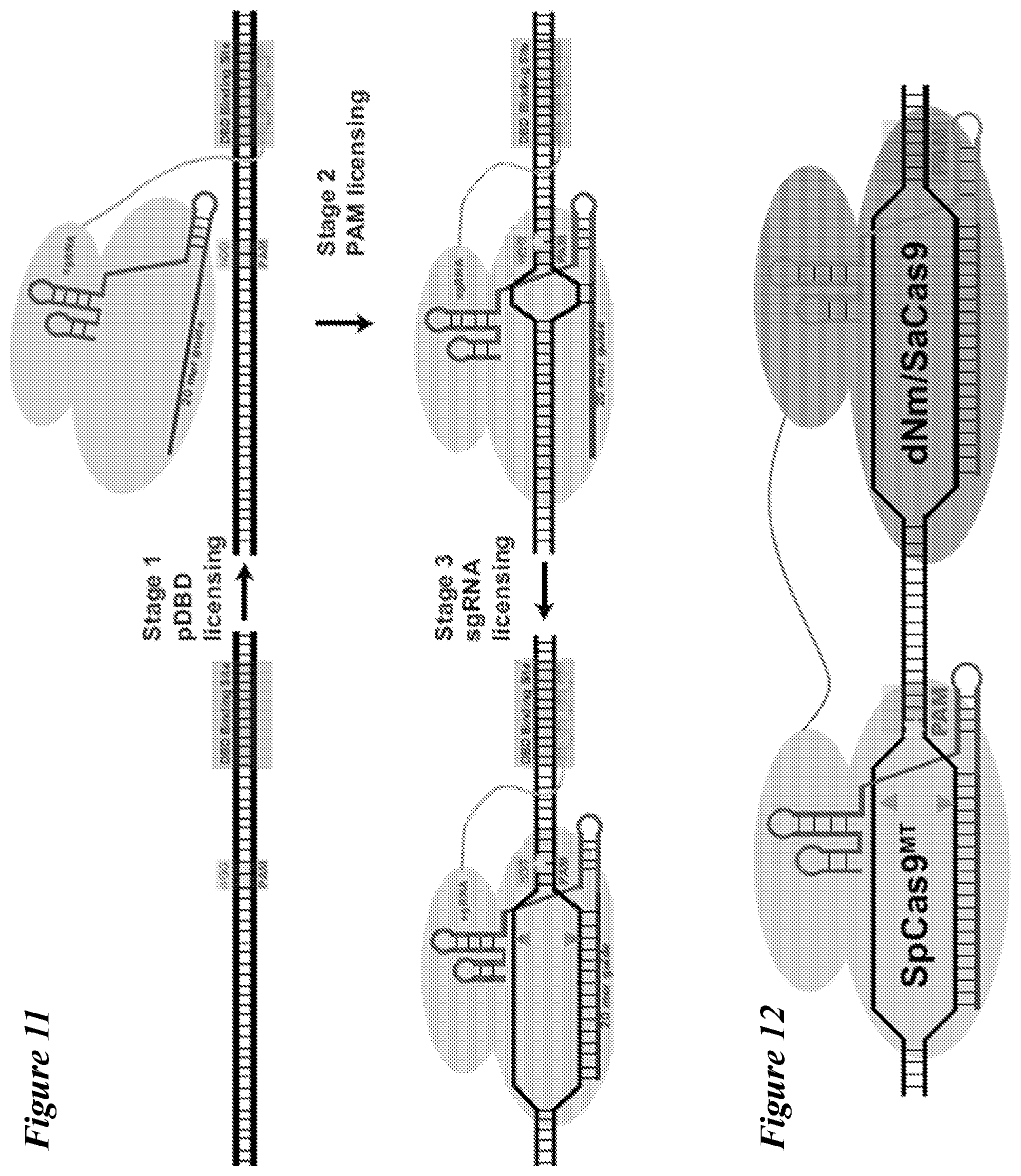 Patent US12098363 Figure 11 – Targeting BCL11A distal regulatory elements with a CAS9-CAS9 fusion for fetal hemoglobin reinduction