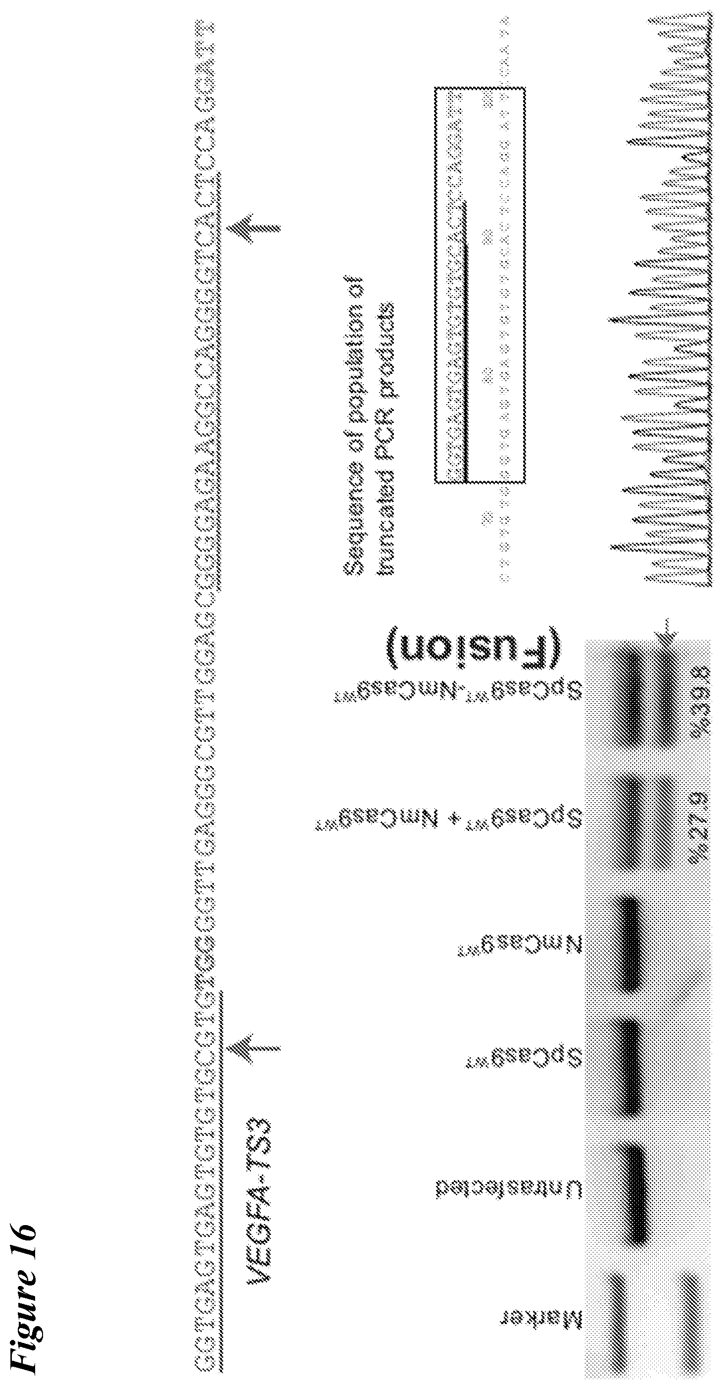 Patent US12098363 Figure 15 – Targeting BCL11A distal regulatory elements with a CAS9-CAS9 fusion for fetal hemoglobin reinduction
