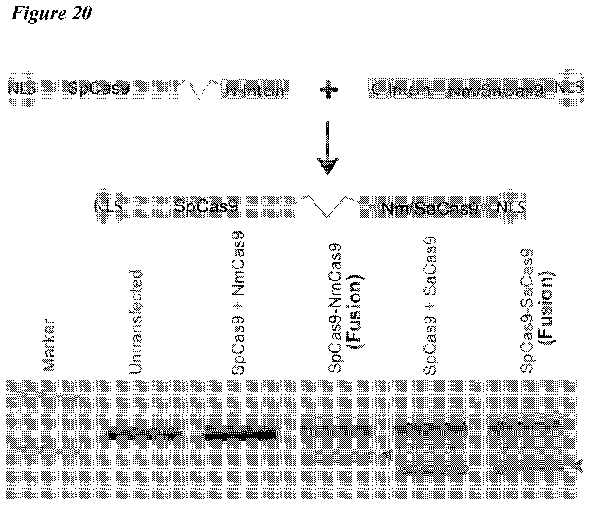 Patent US12098363 Figure 19 – Targeting BCL11A distal regulatory elements with a CAS9-CAS9 fusion for fetal hemoglobin reinduction