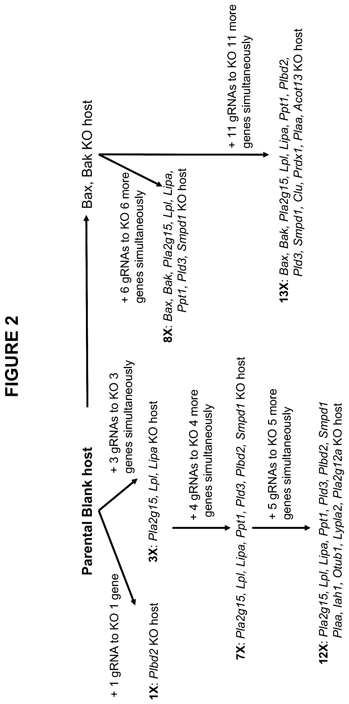 Patent US12098365 Figure 2 – Modified mammalian cells