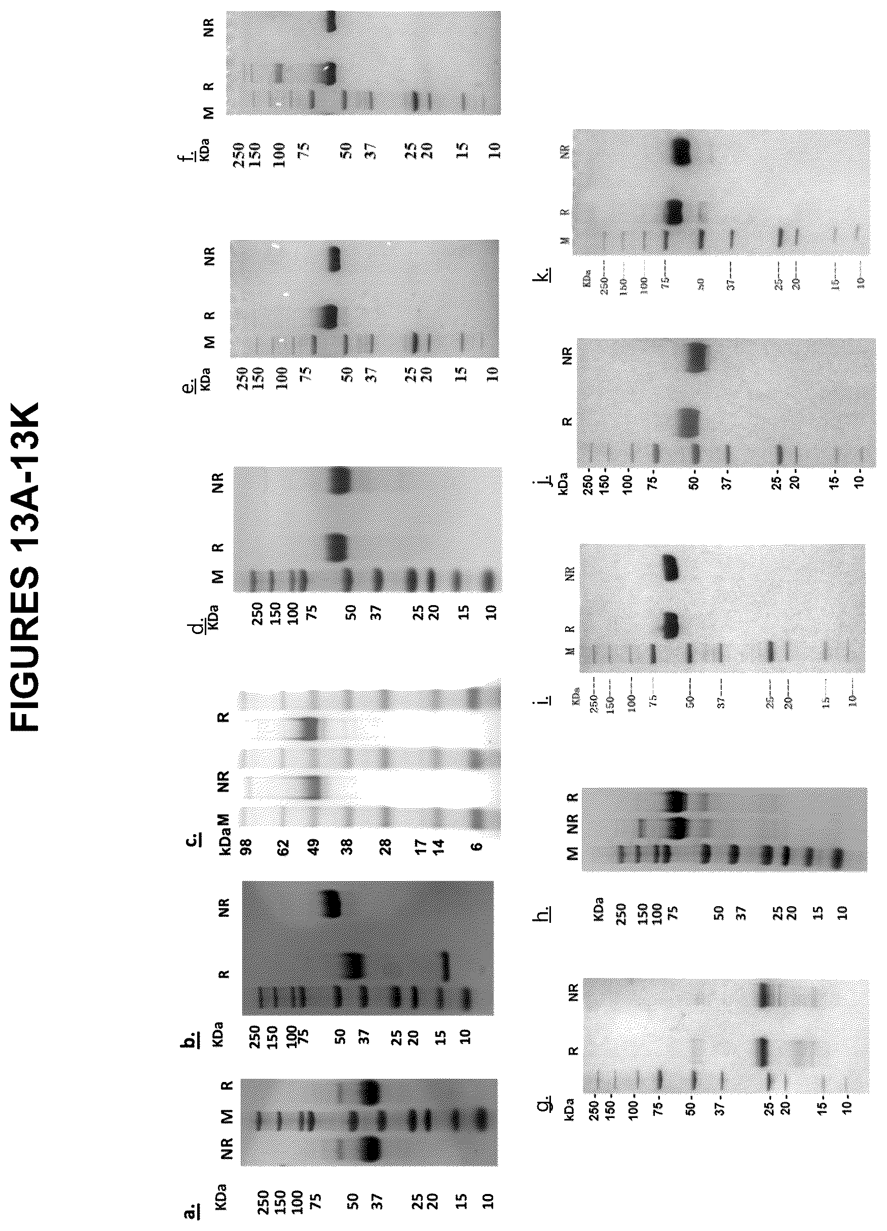 Patent US12098365 Figure 13 – Modified mammalian cells