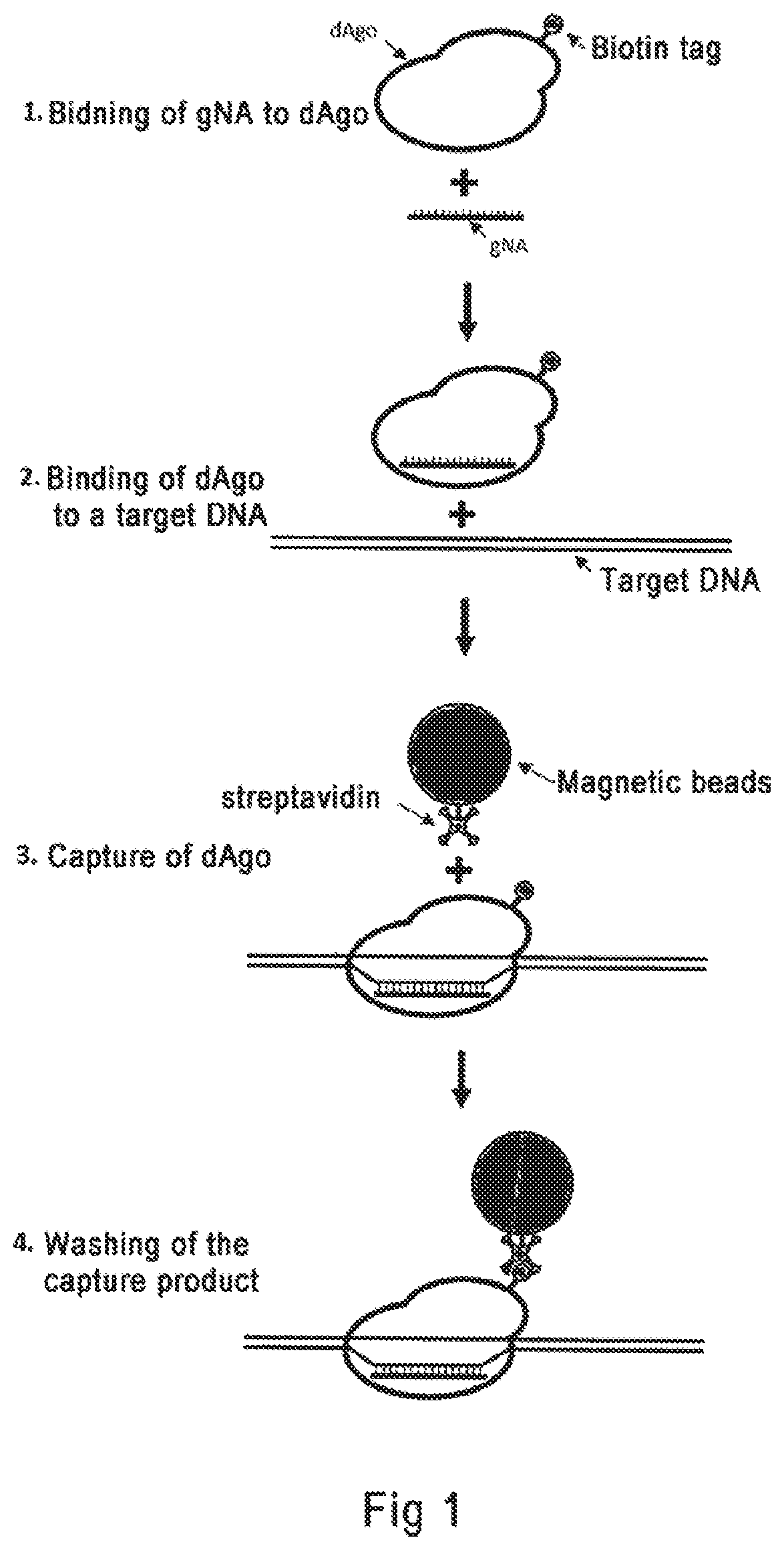 Patent US12098367 Figure 1 – Argonaute protein mutant and use thereof
