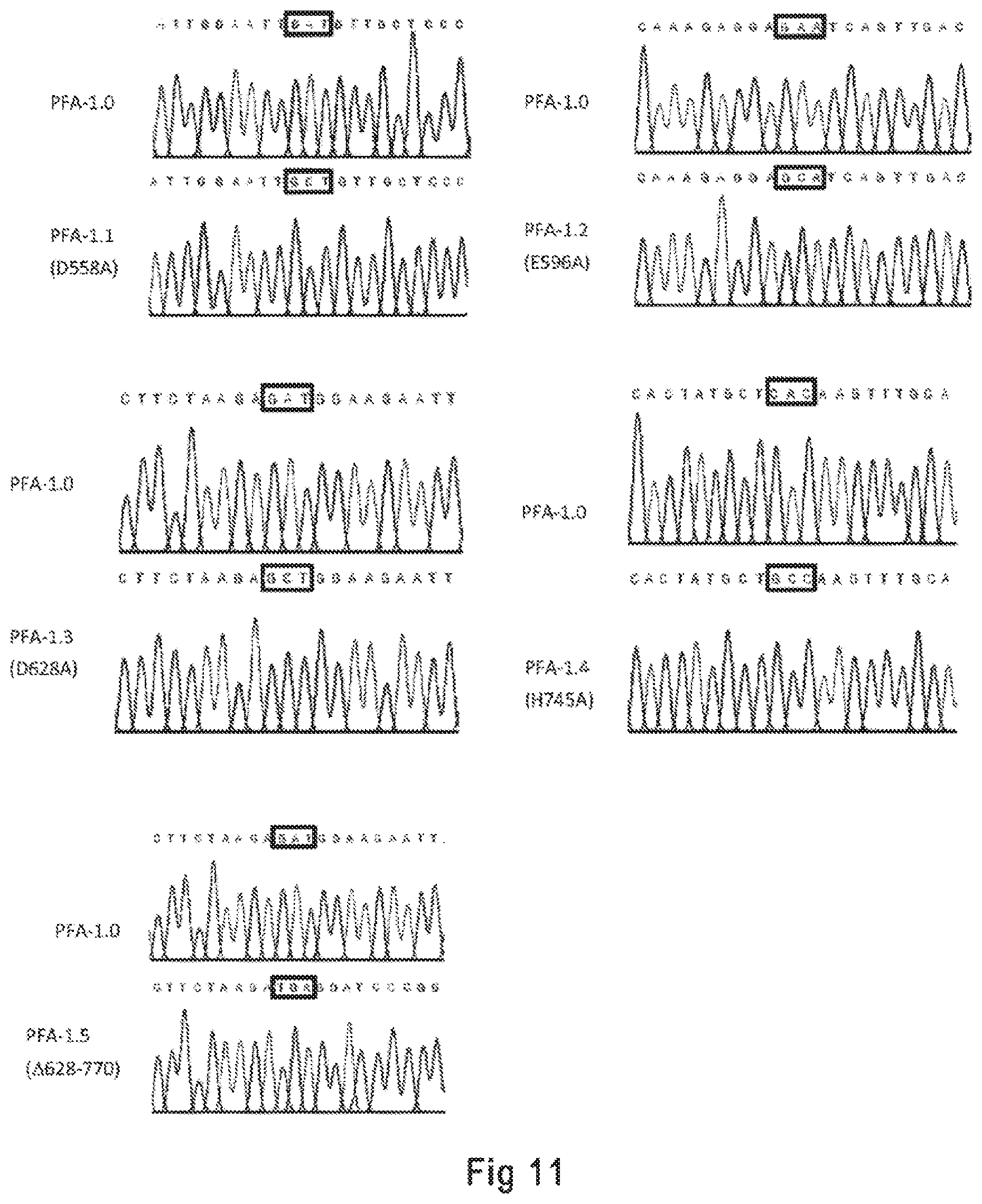 Patent US12098367 Figure 6 – Argonaute protein mutant and use thereof