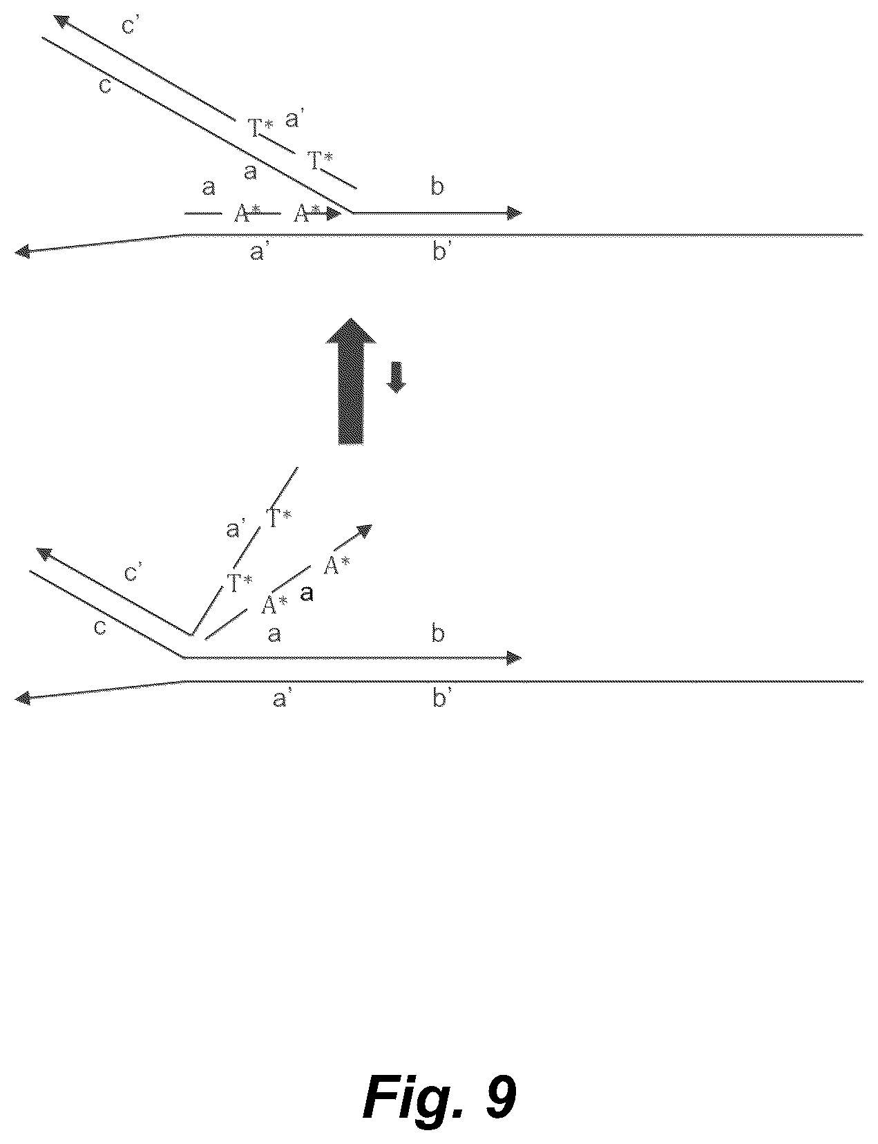 Patent US12098368 Figure 8 – Exponential base-3 and greater nucleic acid amplification with reduced amplification time