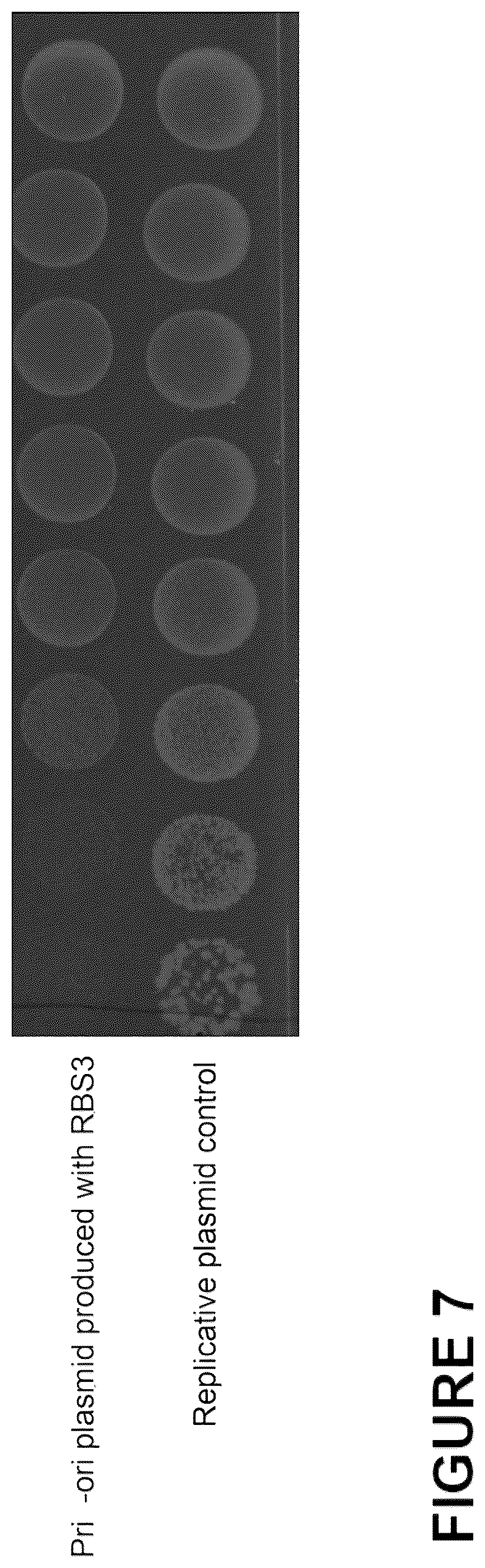 Patent US12098372 Figure 11 – Microbiome modulation of a host by delivery of DNA payloads with minimized spread