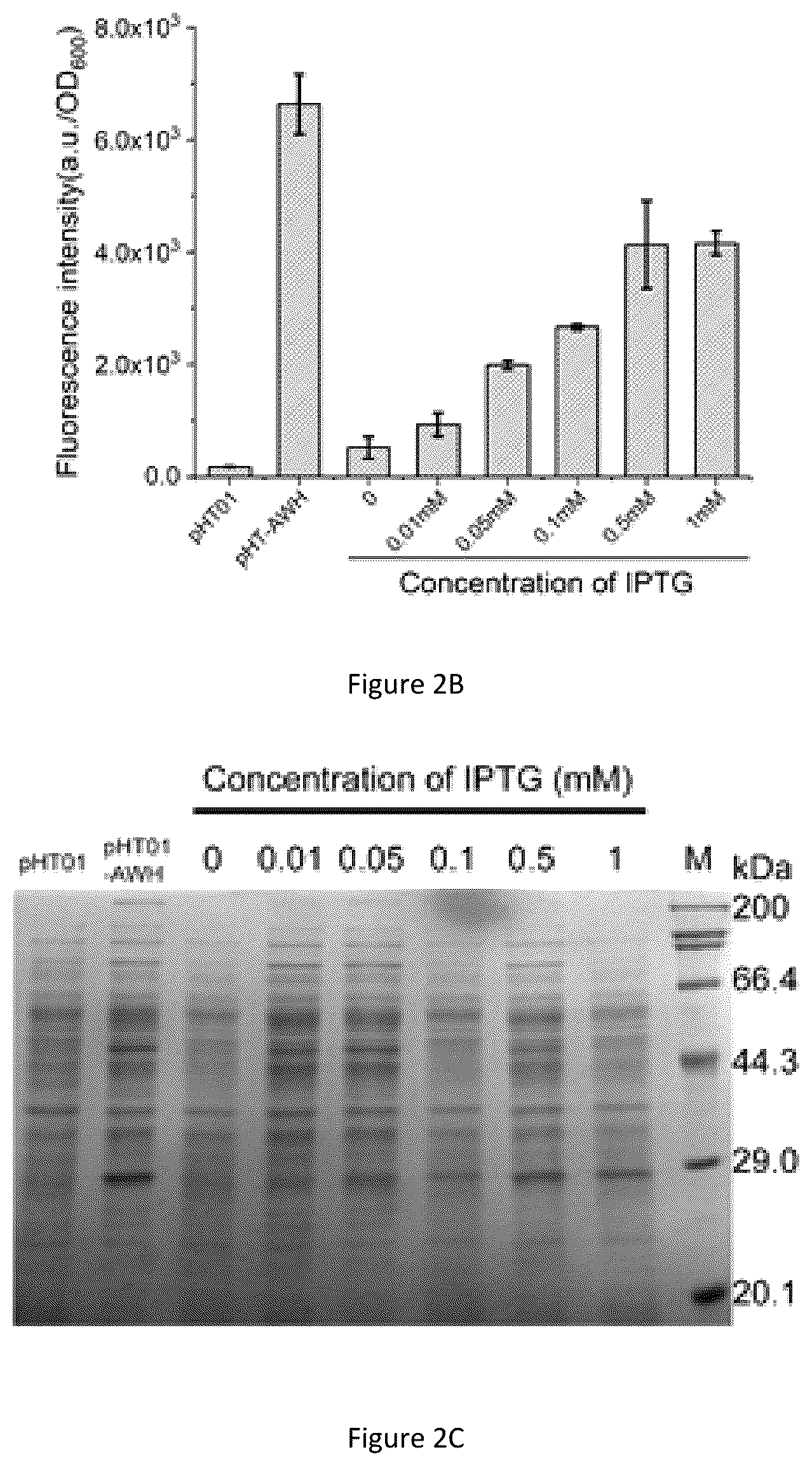 Patent US12098373 Figure 2 – Bacillus subtilis efficiently-induced expression system based on artificial series promoter