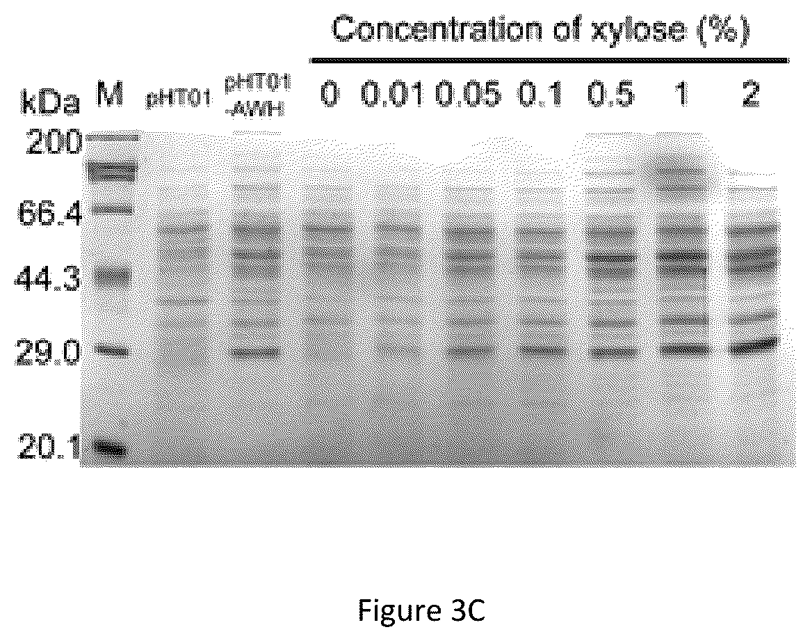Patent US12098373 Figure 4 – Bacillus subtilis efficiently-induced expression system based on artificial series promoter