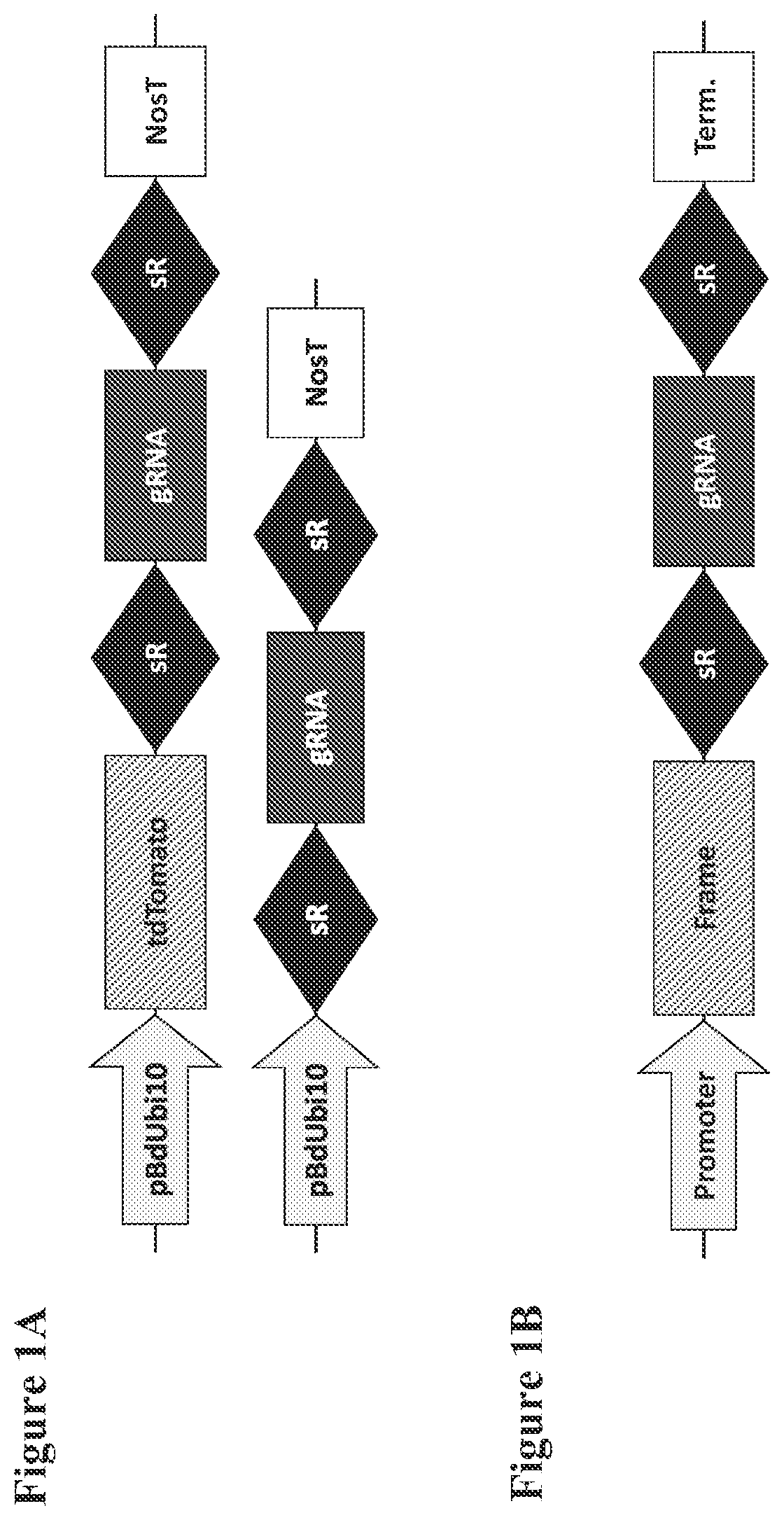 Patent US12098374 Figure 1 – Optimized plant CRISPR/CPF1 systems