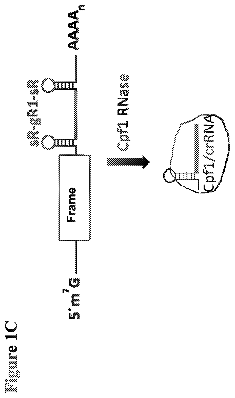 Patent US12098374 Figure 2 – Optimized plant CRISPR/CPF1 systems