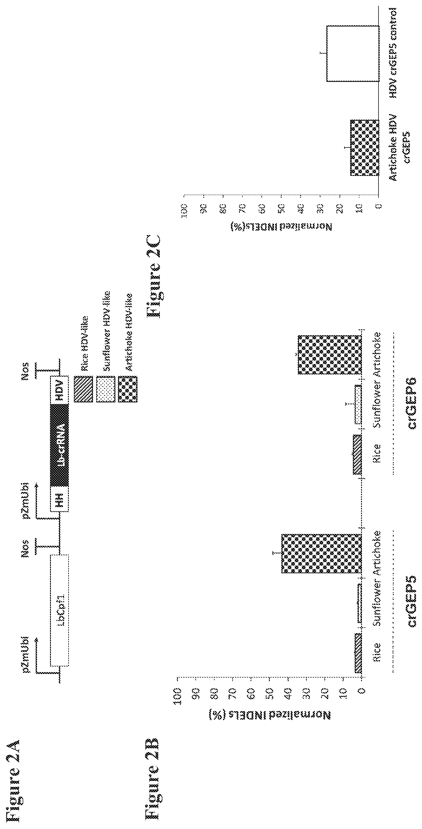 Patent US12098374 Figure 4 – Optimized plant CRISPR/CPF1 systems
