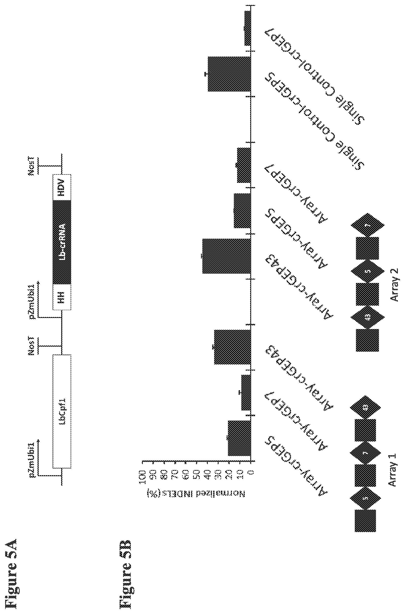 Patent US12098374 Figure 7 – Optimized plant CRISPR/CPF1 systems