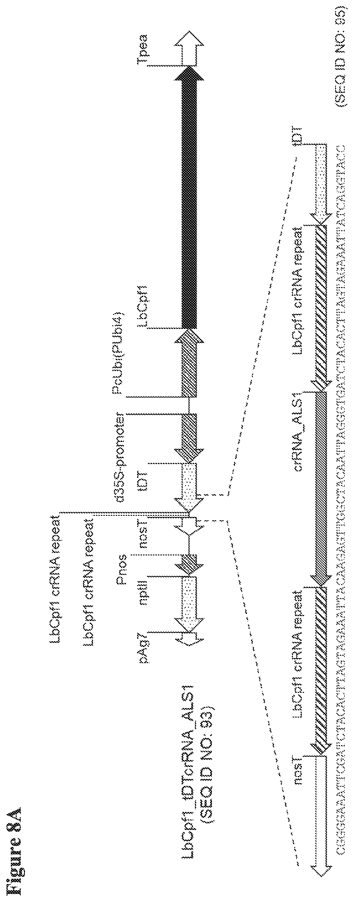 Patent US12098374 Figure 11 – Optimized plant CRISPR/CPF1 systems