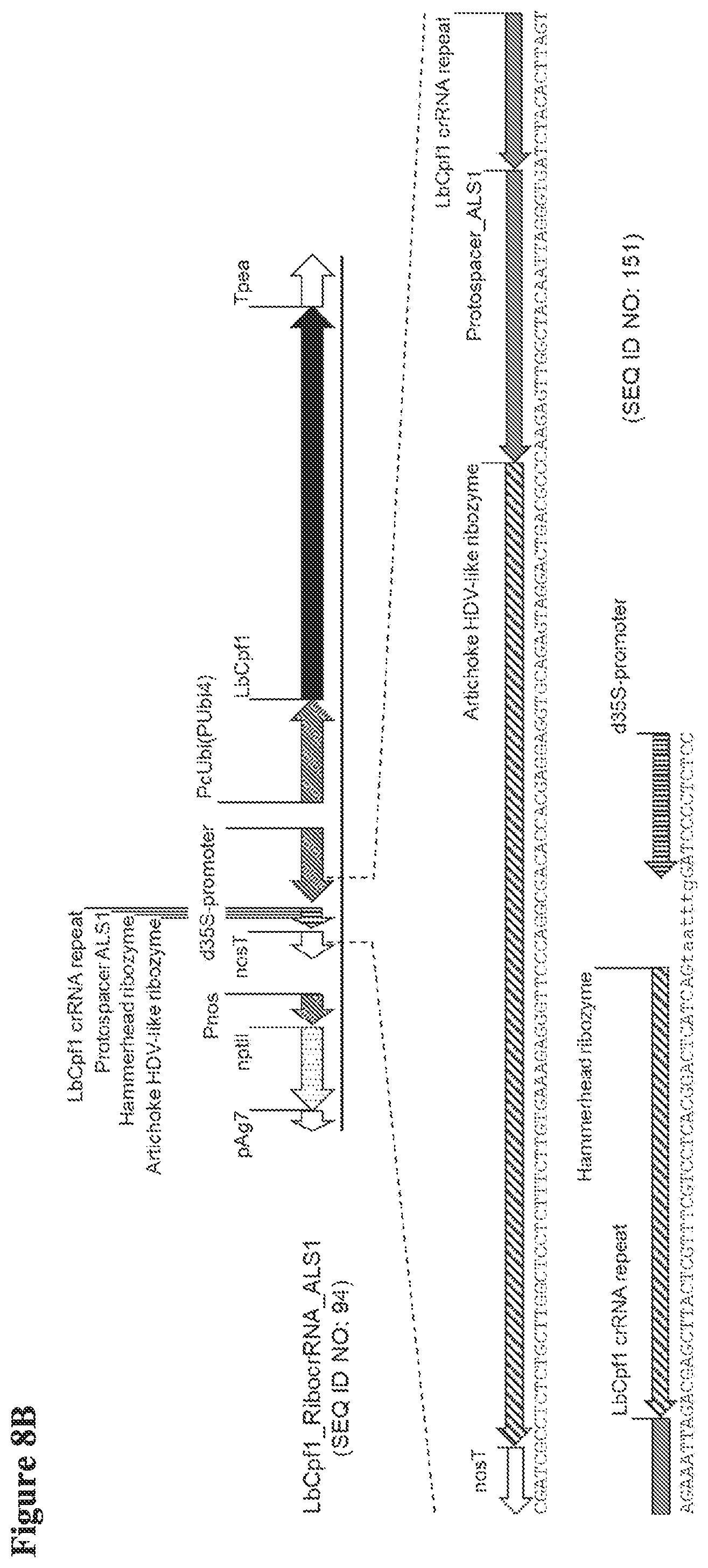 Patent US12098374 Figure 12 – Optimized plant CRISPR/CPF1 systems