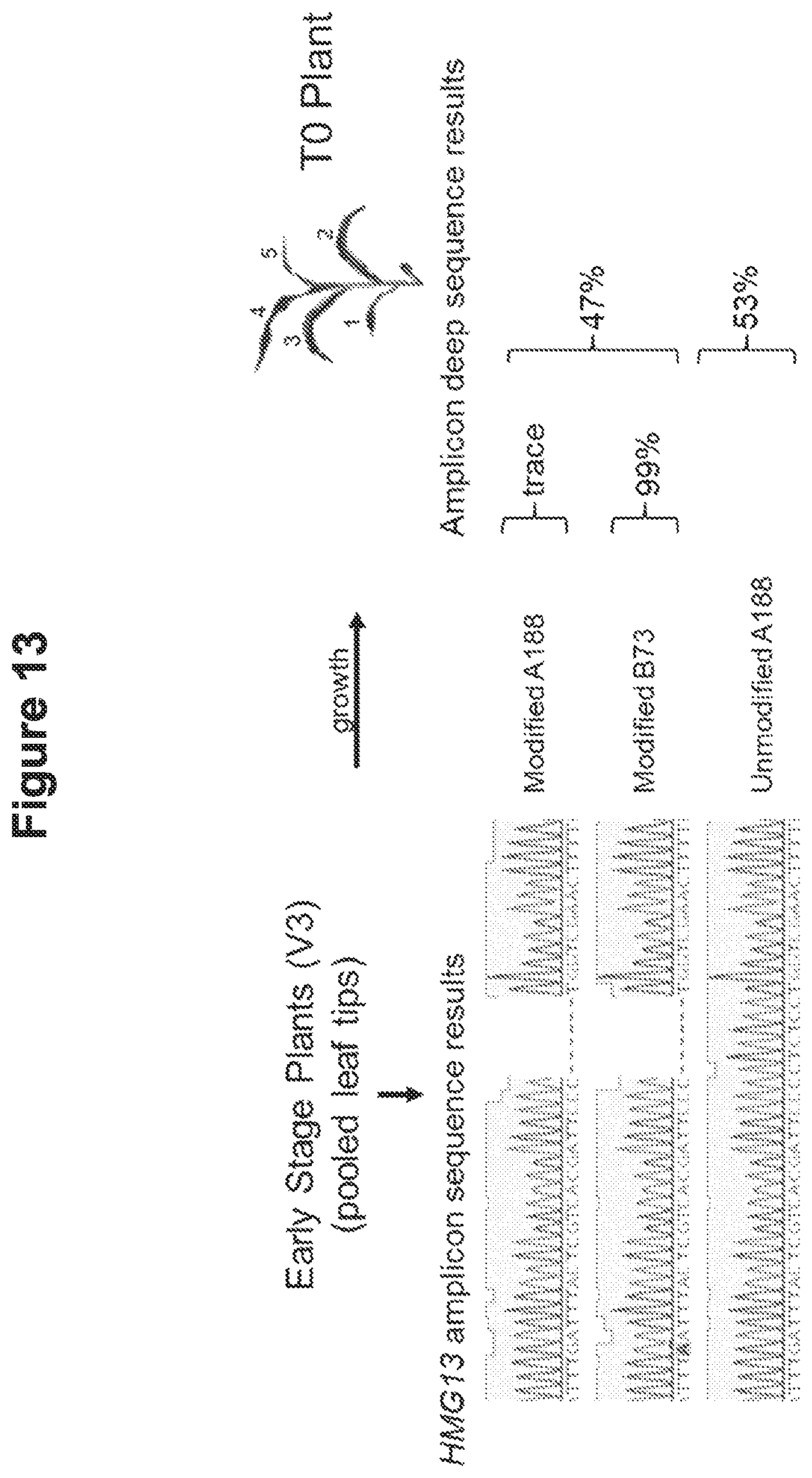 Patent US12098374 Figure 17 – Optimized plant CRISPR/CPF1 systems
