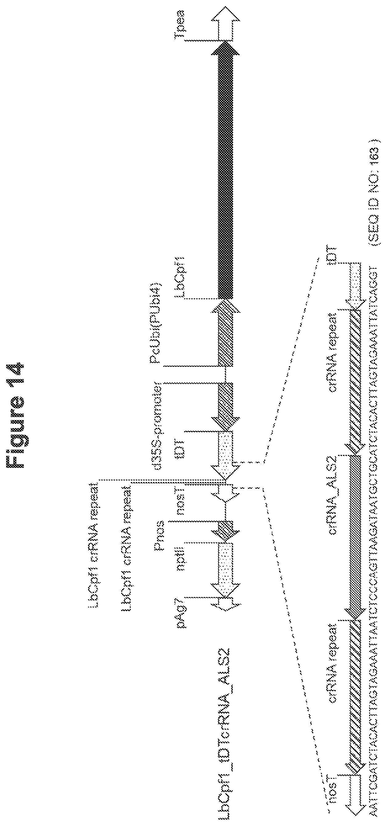Patent US12098374 Figure 18 – Optimized plant CRISPR/CPF1 systems