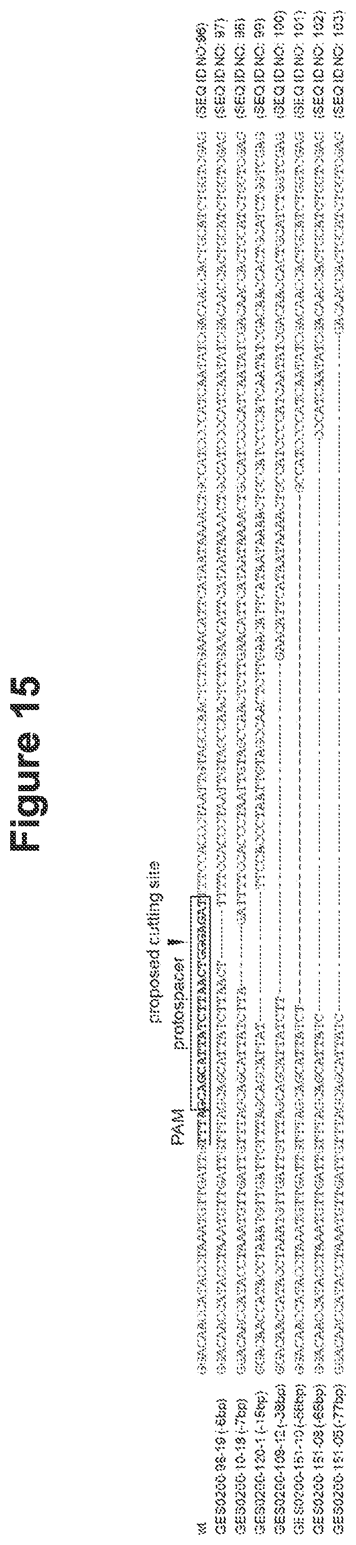 Patent US12098374 Figure 19 – Optimized plant CRISPR/CPF1 systems