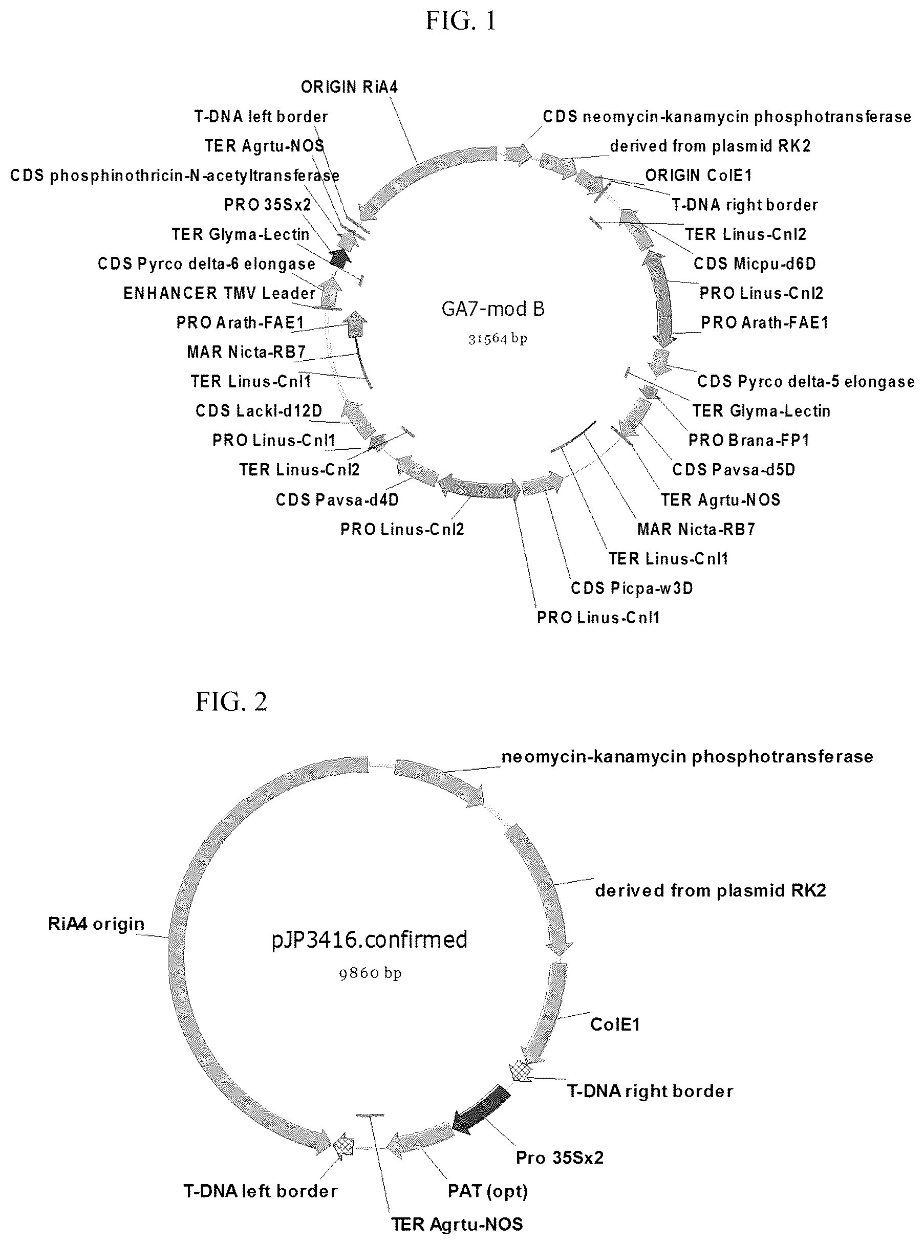 Patent US12098375 Figure 1 – Elite event canola NS-B50027-4
