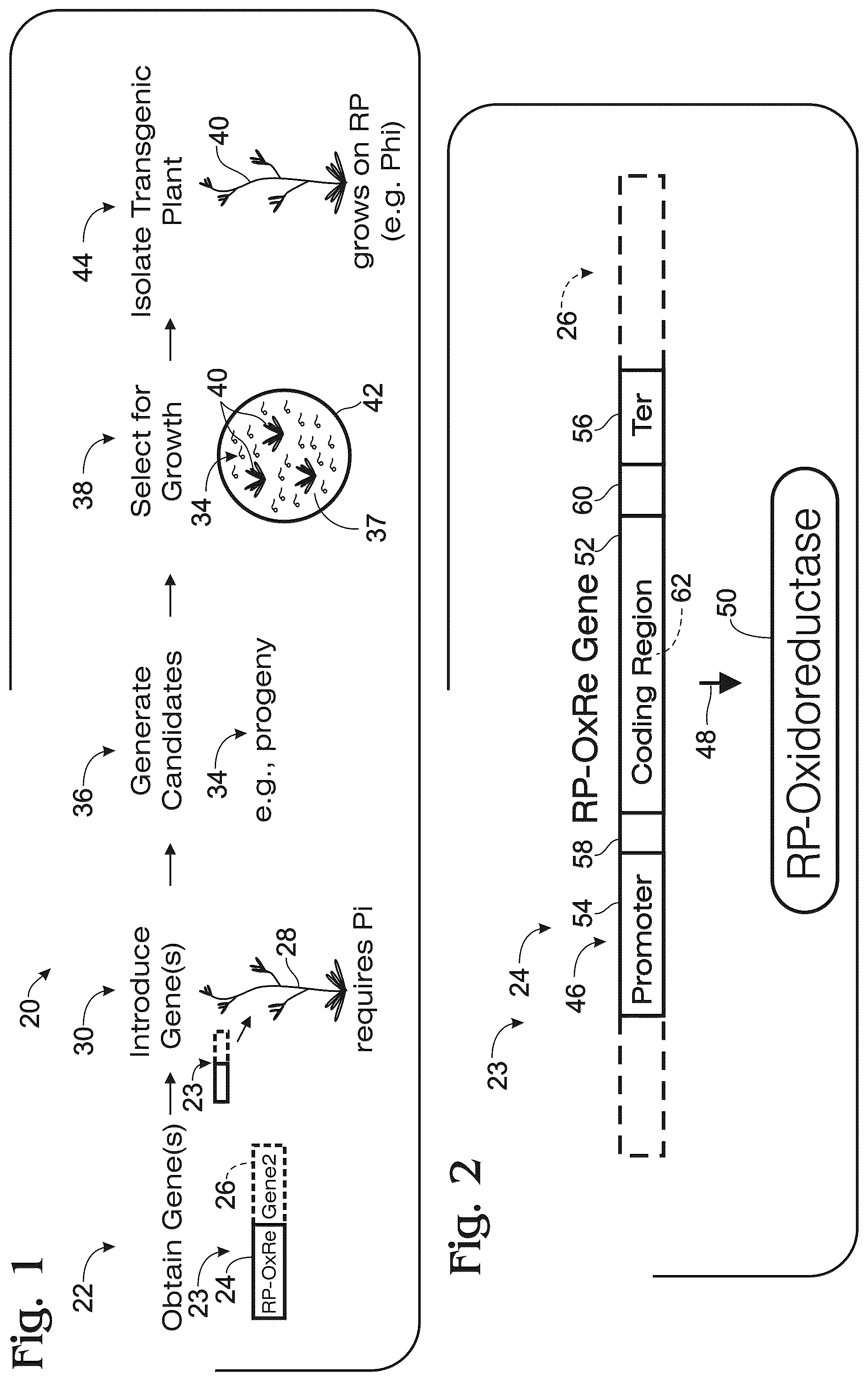 Patent US12098376 Figure 1 – Transgenic plants and fungi capable of metabolizing phosphite as a source of phosphorus