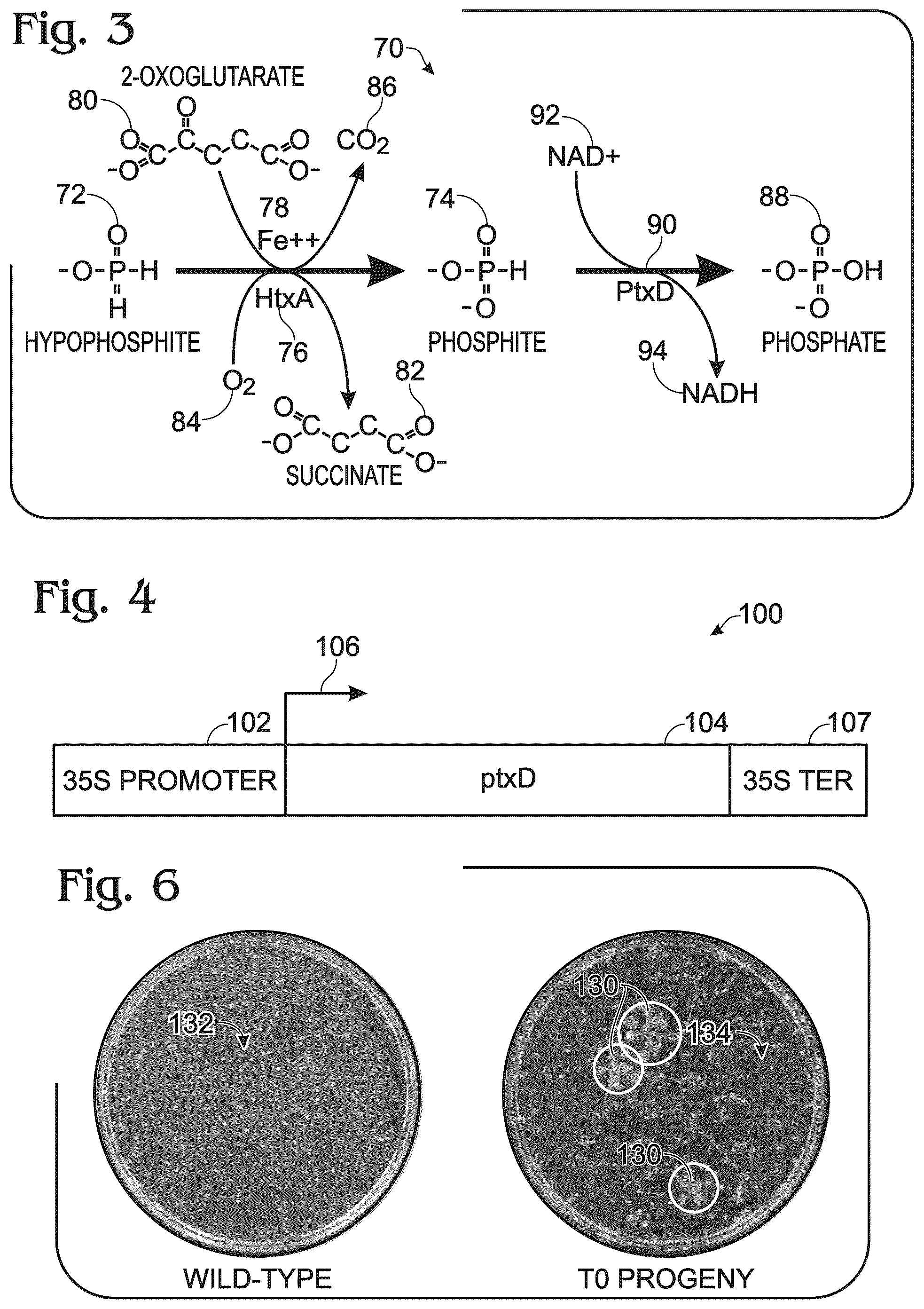 Patent US12098376 Figure 2 – Transgenic plants and fungi capable of metabolizing phosphite as a source of phosphorus