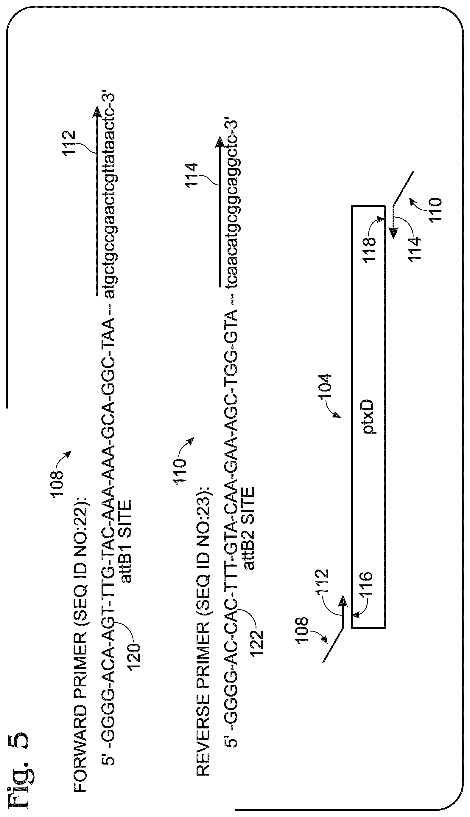 Patent US12098376 Figure 3 – Transgenic plants and fungi capable of metabolizing phosphite as a source of phosphorus