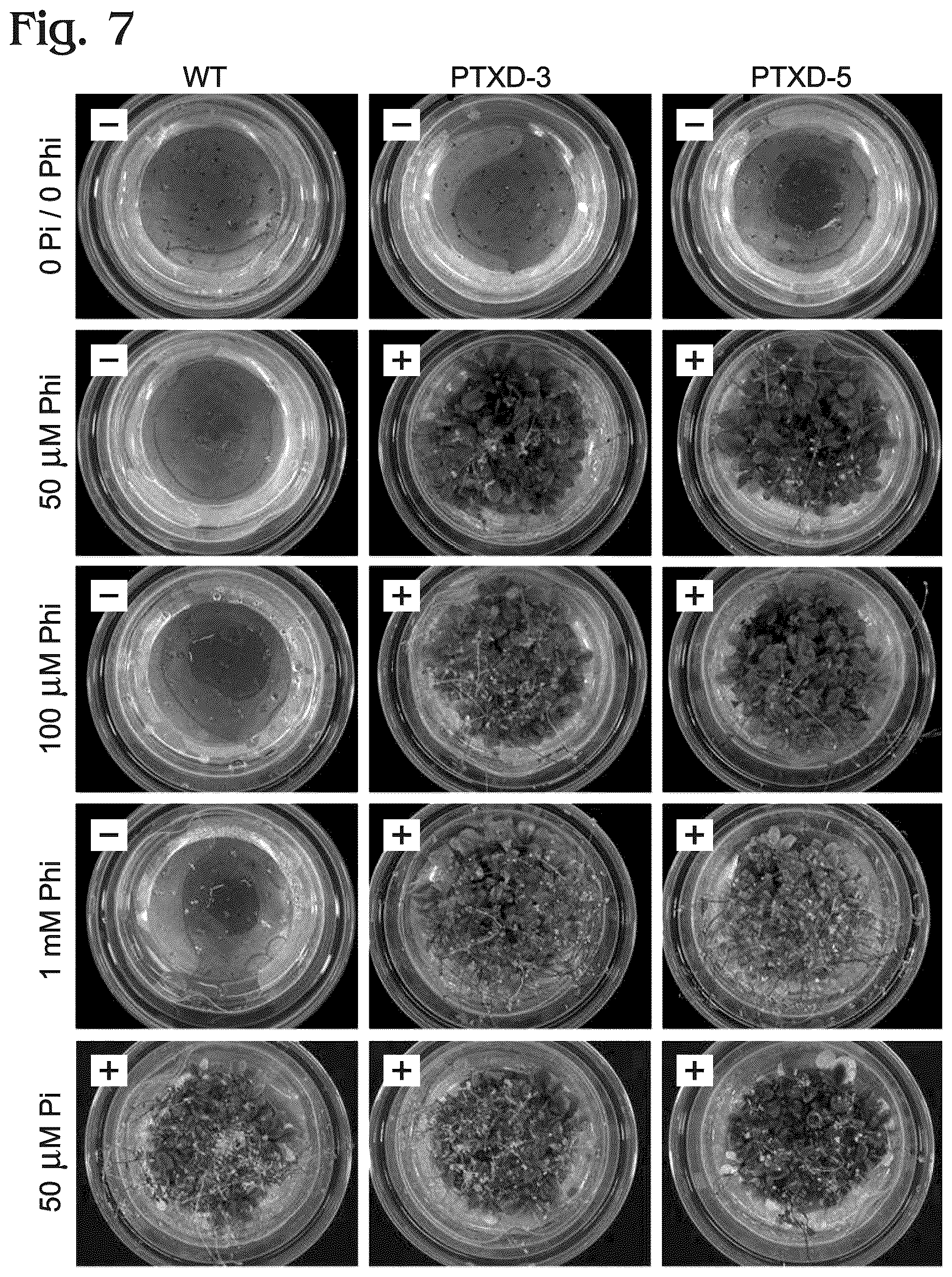 Patent US12098376 Figure 4 – Transgenic plants and fungi capable of metabolizing phosphite as a source of phosphorus