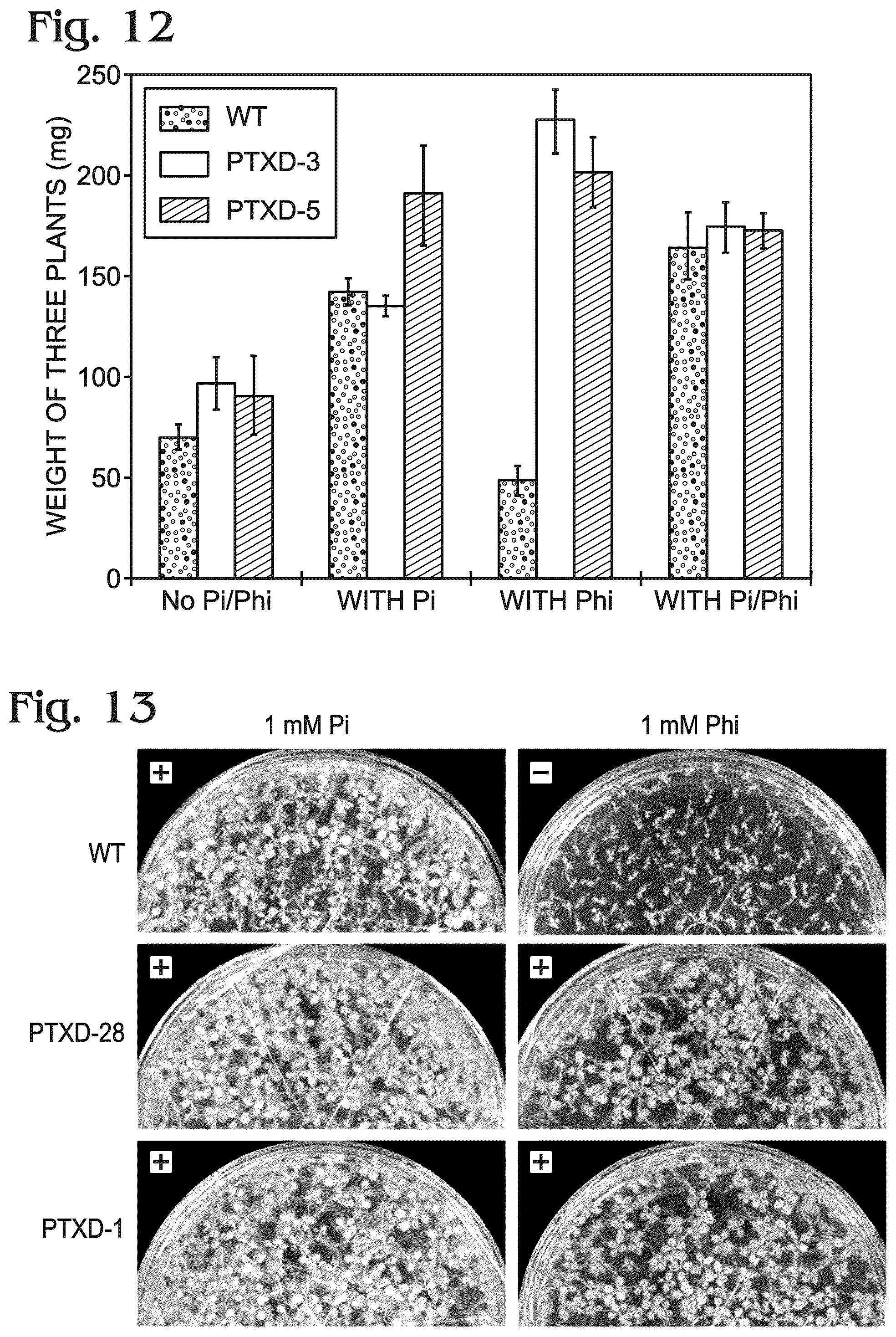Patent US12098376 Figure 6 – Transgenic plants and fungi capable of metabolizing phosphite as a source of phosphorus