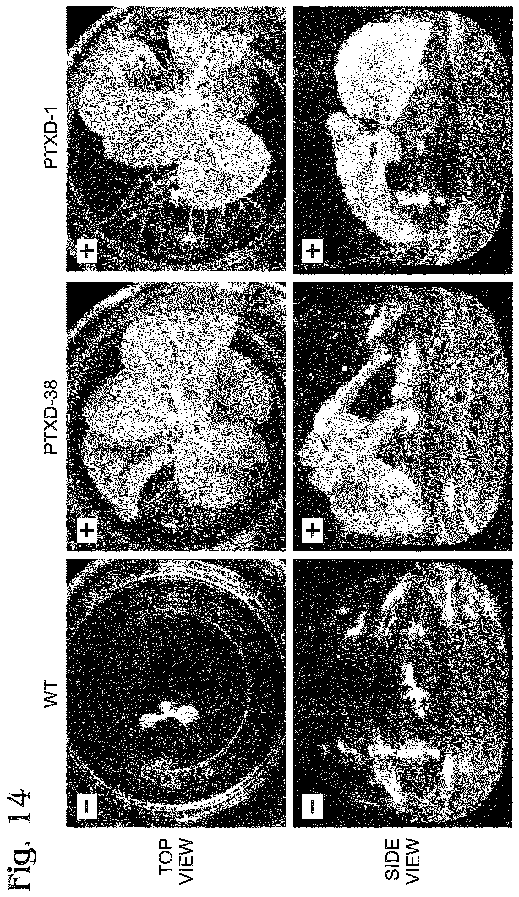 Patent US12098376 Figure 7 – Transgenic plants and fungi capable of metabolizing phosphite as a source of phosphorus