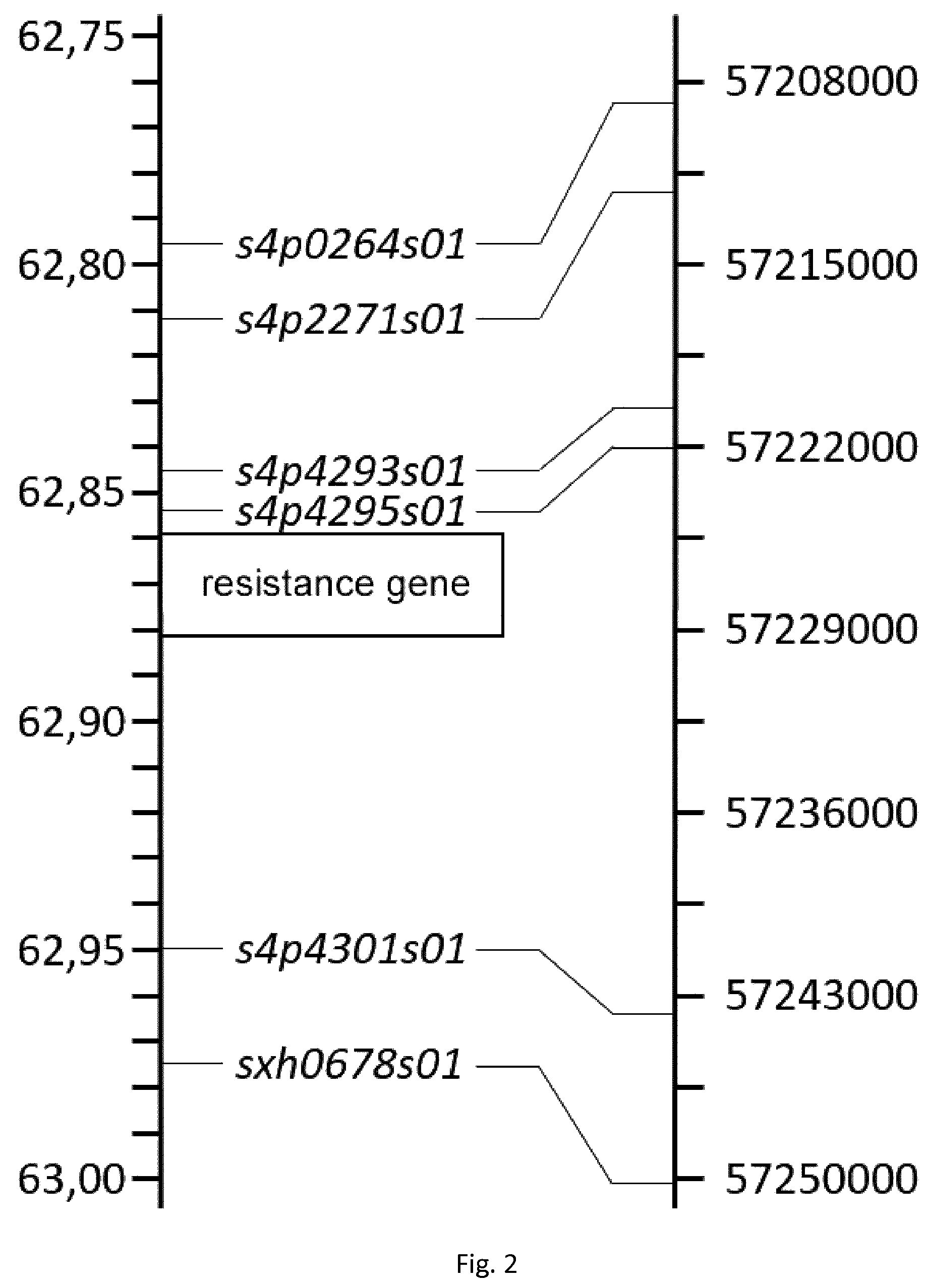 Patent US12098377 Figure 2 – Gene for resistance to plant disease