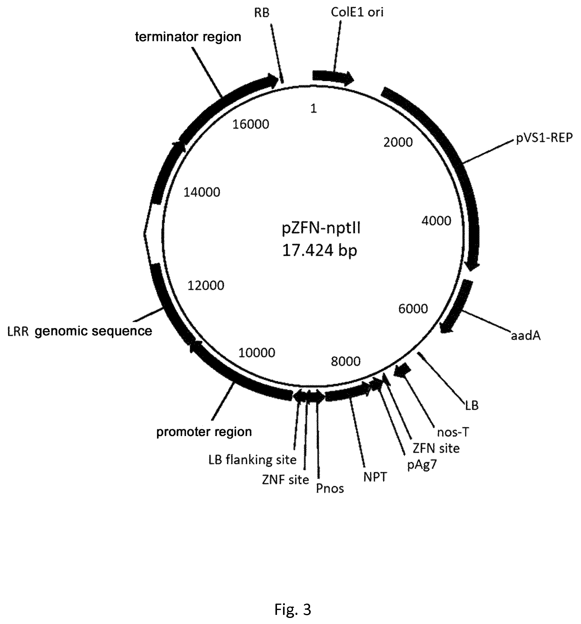 Patent US12098377 Figure 3 – Gene for resistance to plant disease