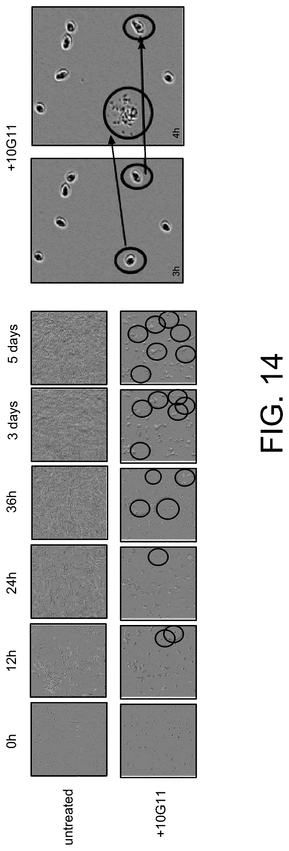 Patent US12098378 Figure 14 – Anti-fungal polypeptides
