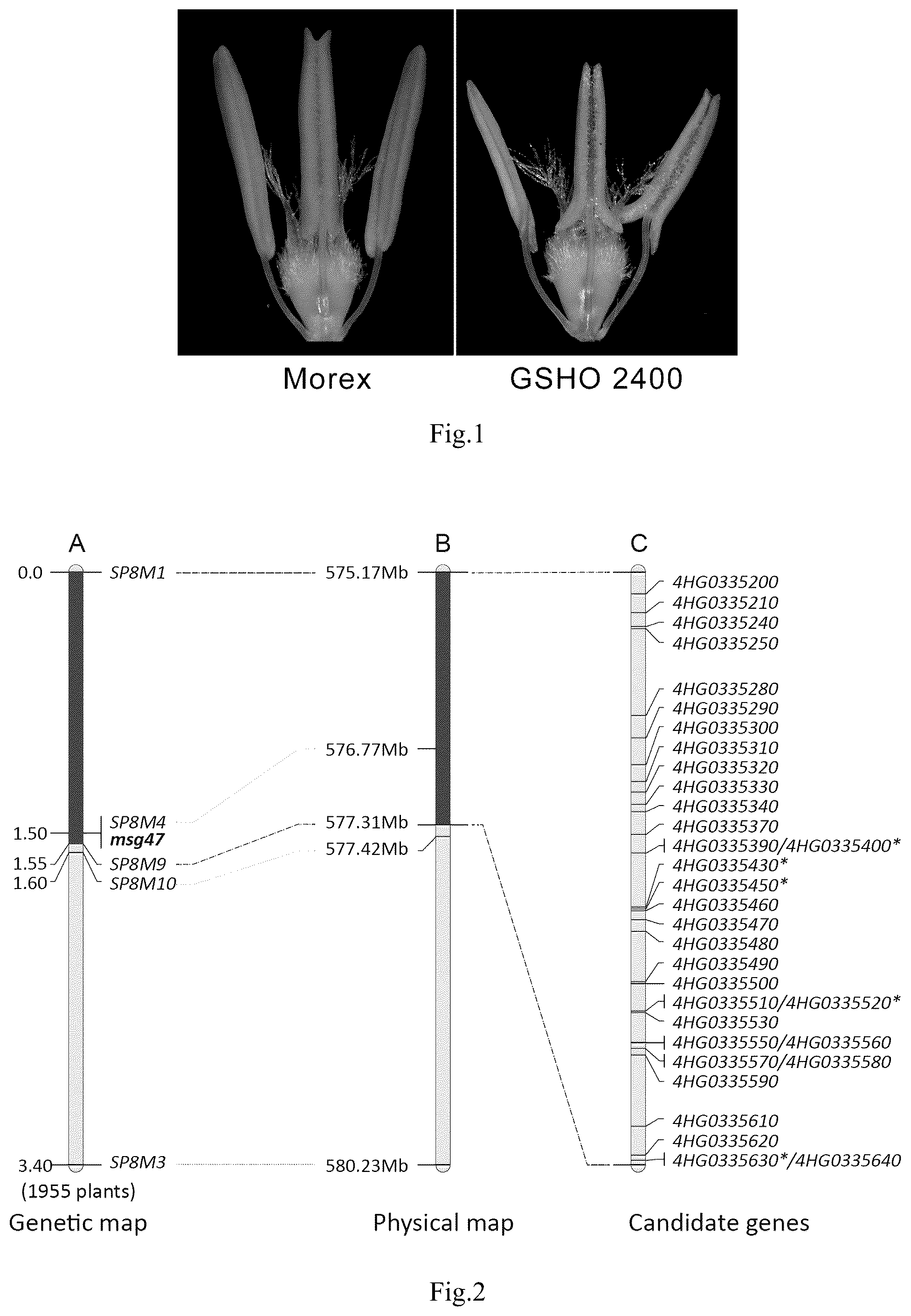 Patent US12098379 Figure 1 – Barley male sterility gene HvMSG47 and use thereof