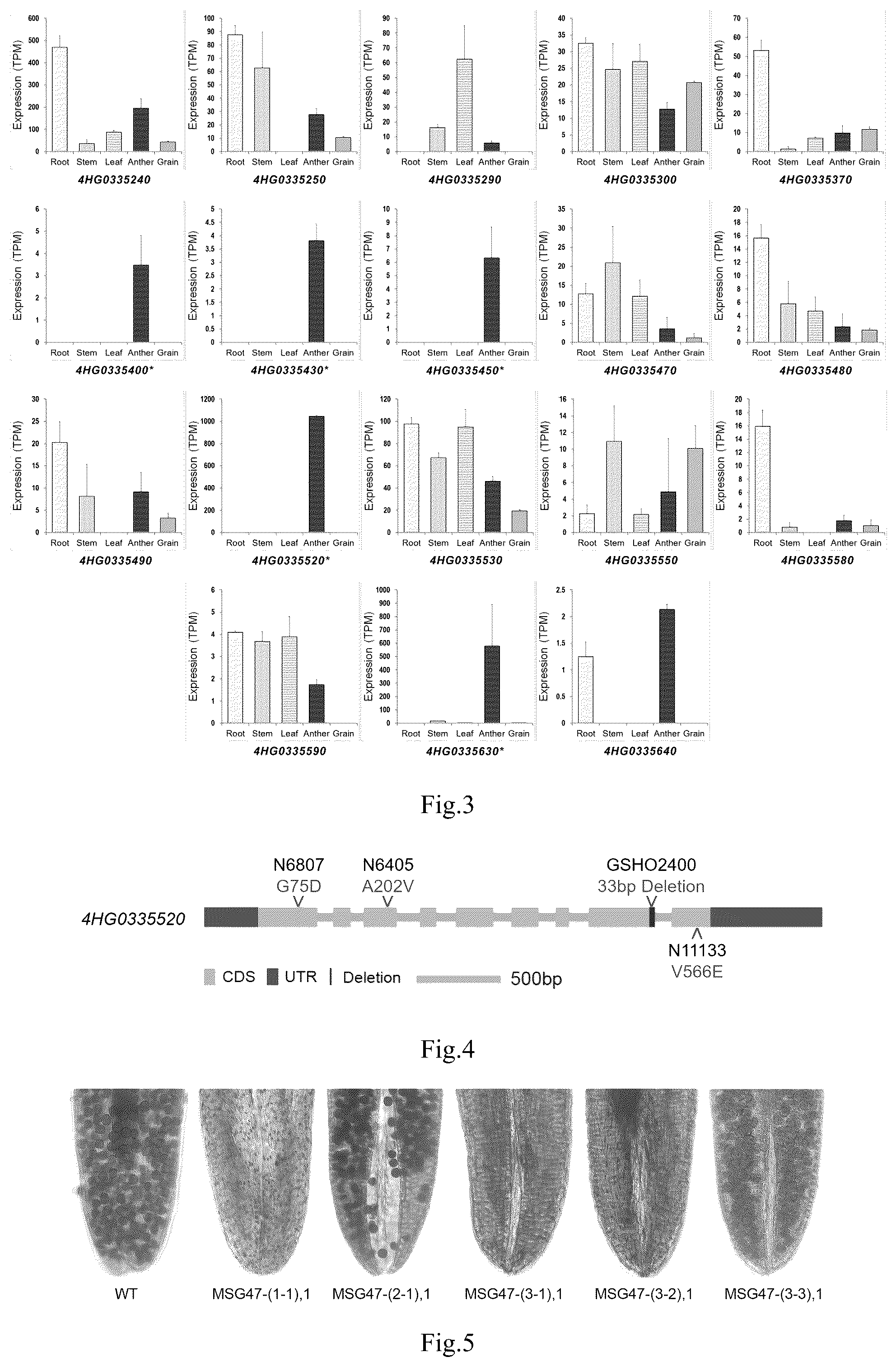 Patent US12098379 Figure 2 – Barley male sterility gene HvMSG47 and use thereof