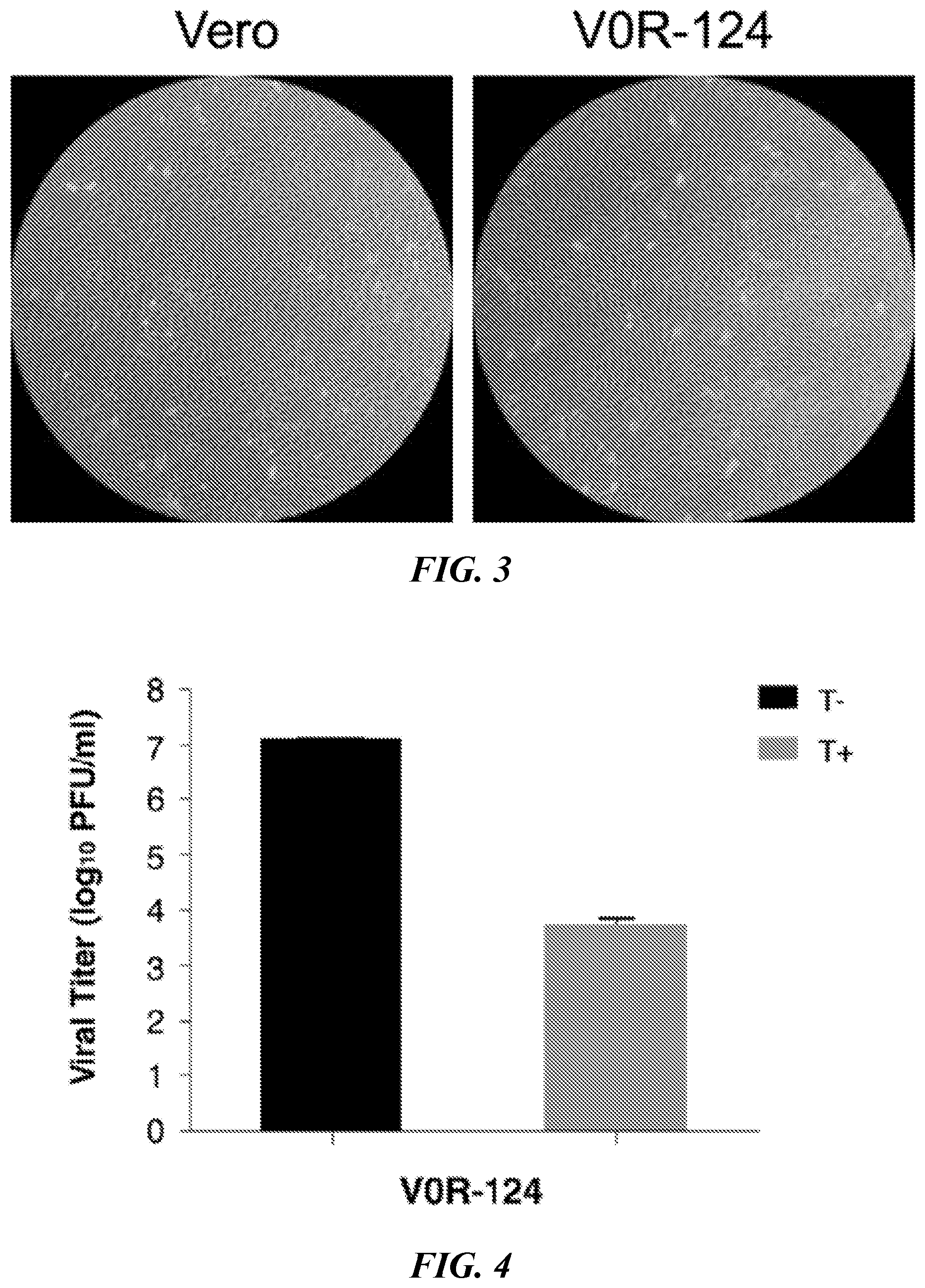 Patent US12098380 Figure 2 – Vero cell lines stably expressing HSV ICP0 protein