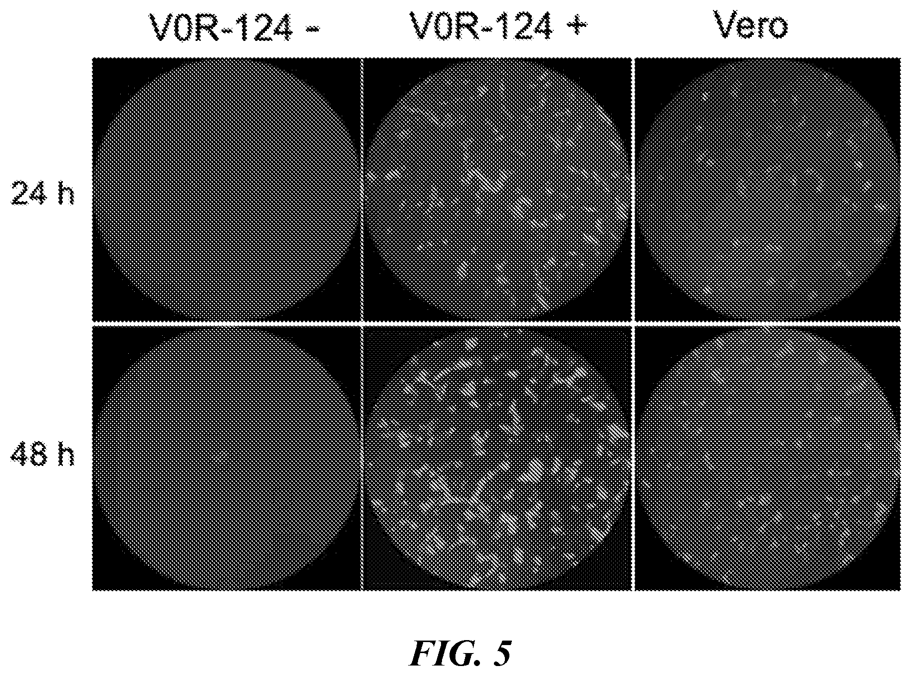 Patent US12098380 Figure 3 – Vero cell lines stably expressing HSV ICP0 protein