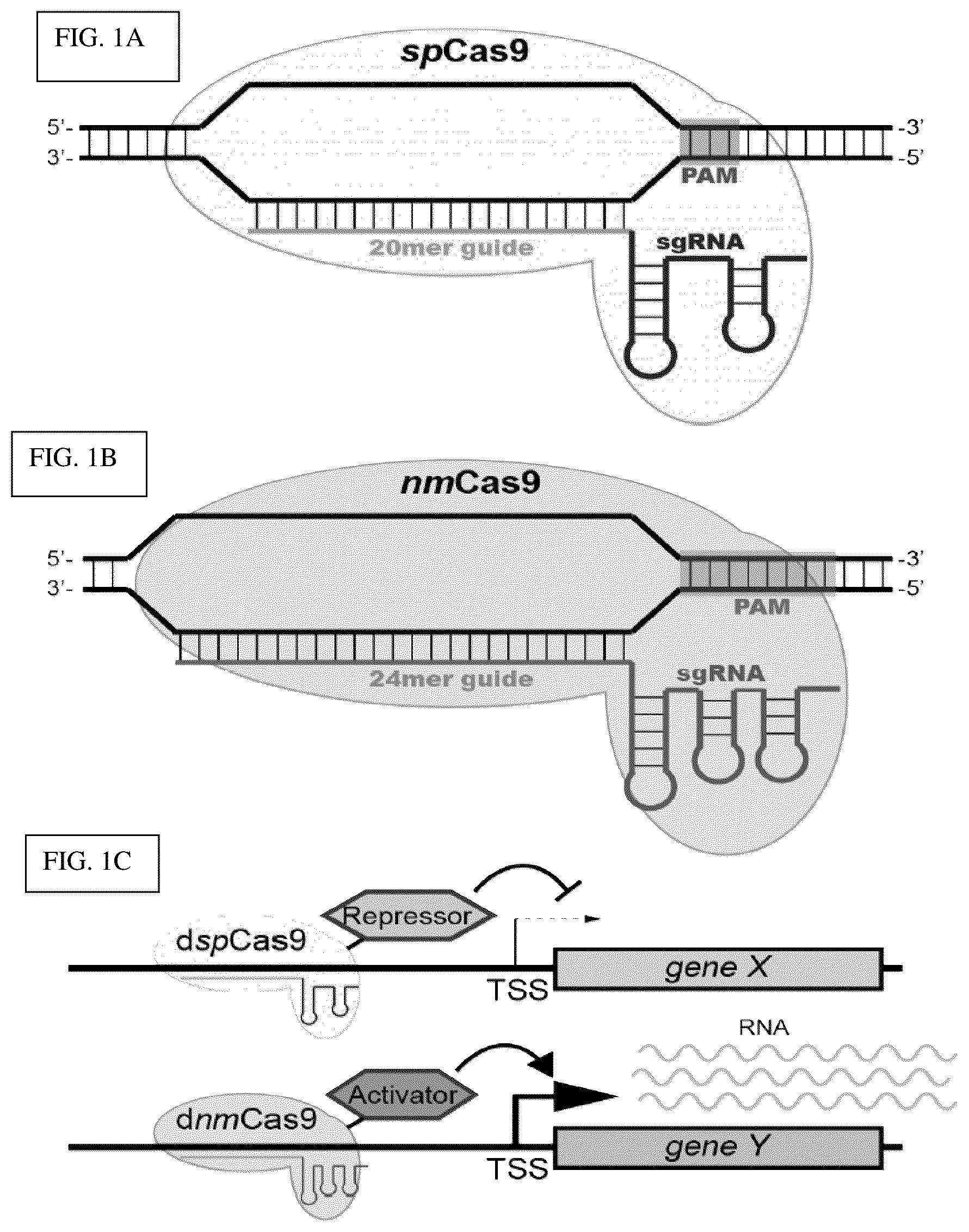 Patent US12098381 Figure 1 – Compositions and methods for differential Cas9 gene labeling and/or editing