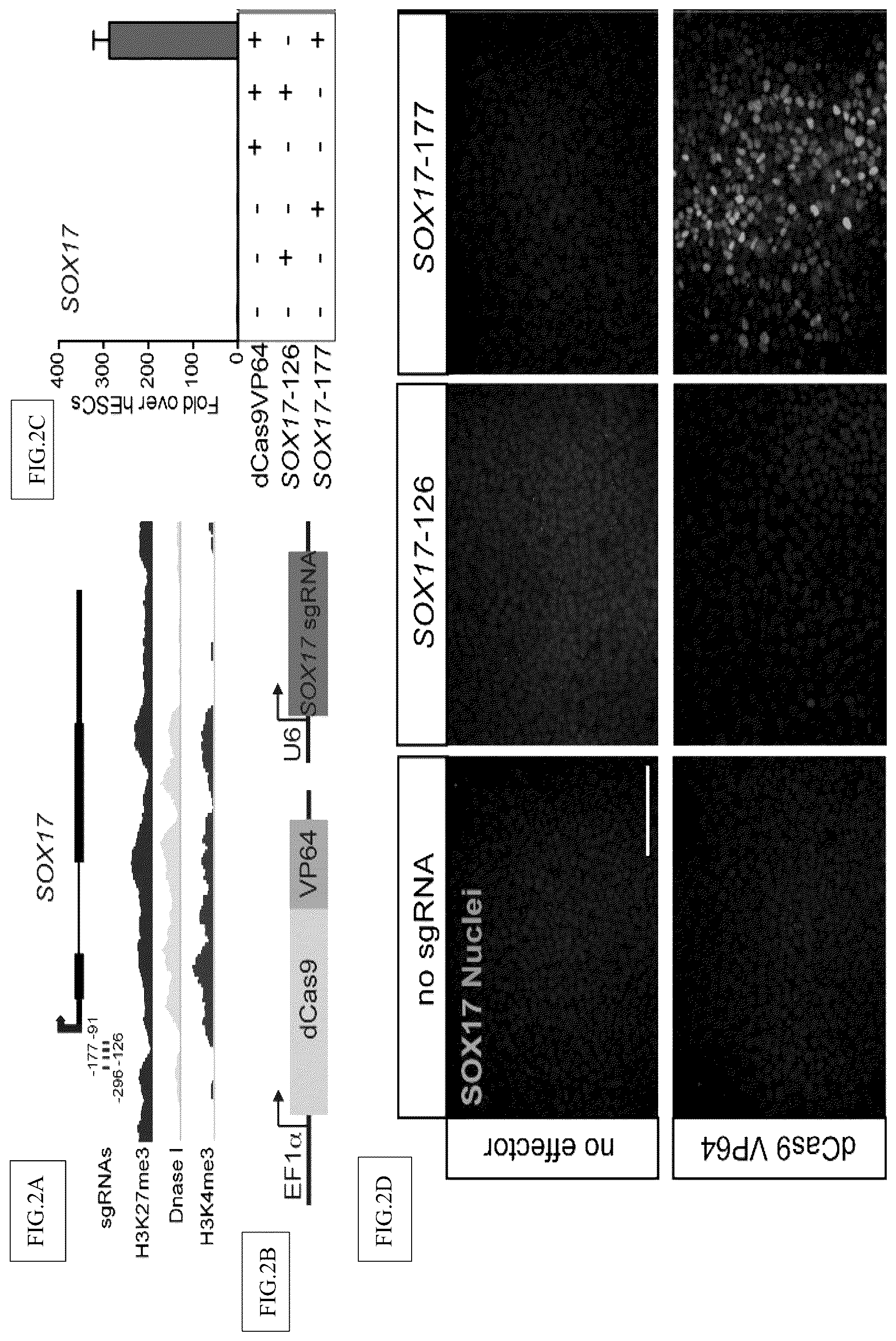 Patent US12098381 Figure 2 – Compositions and methods for differential Cas9 gene labeling and/or editing