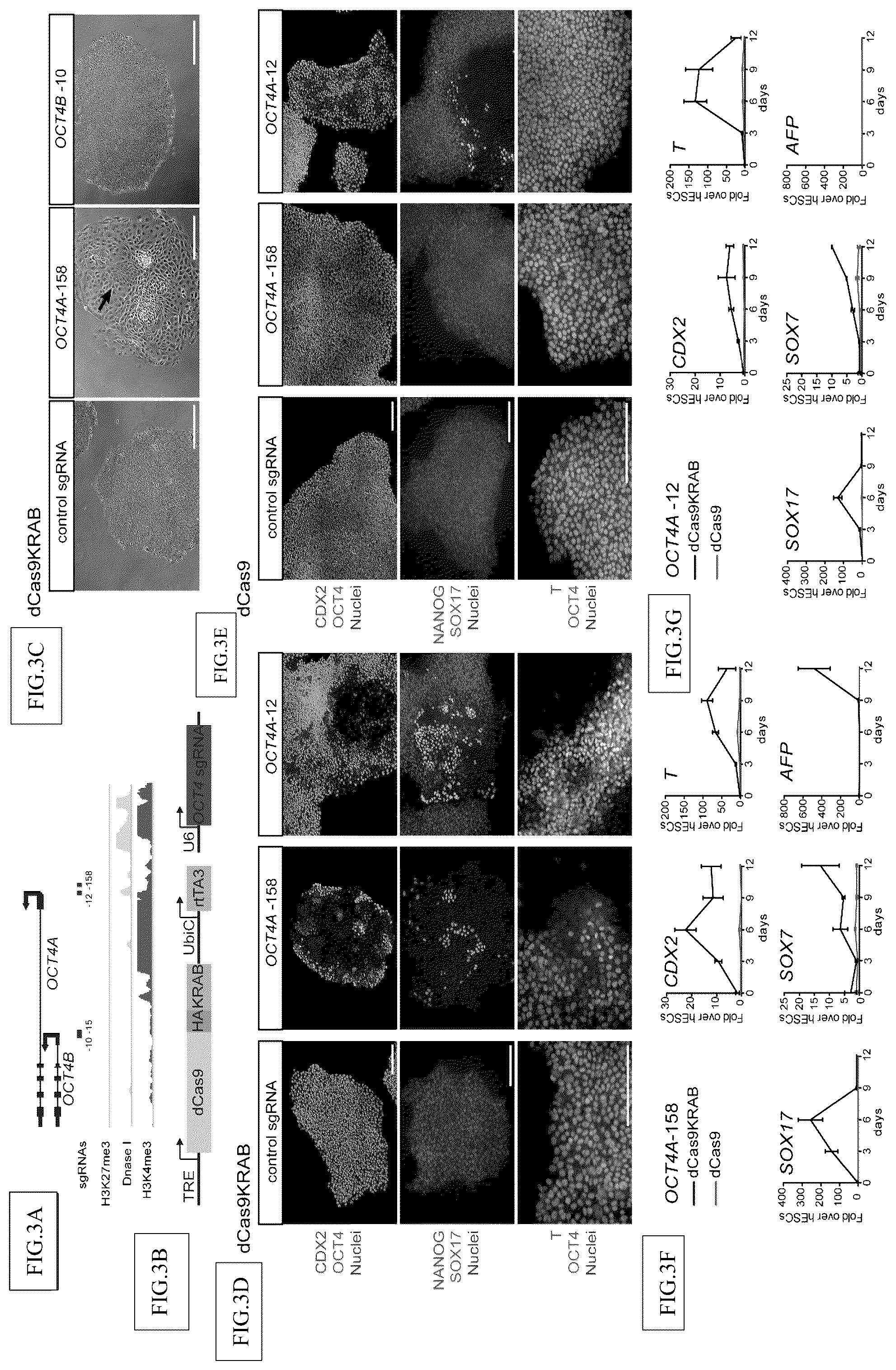 Patent US12098381 Figure 3 – Compositions and methods for differential Cas9 gene labeling and/or editing