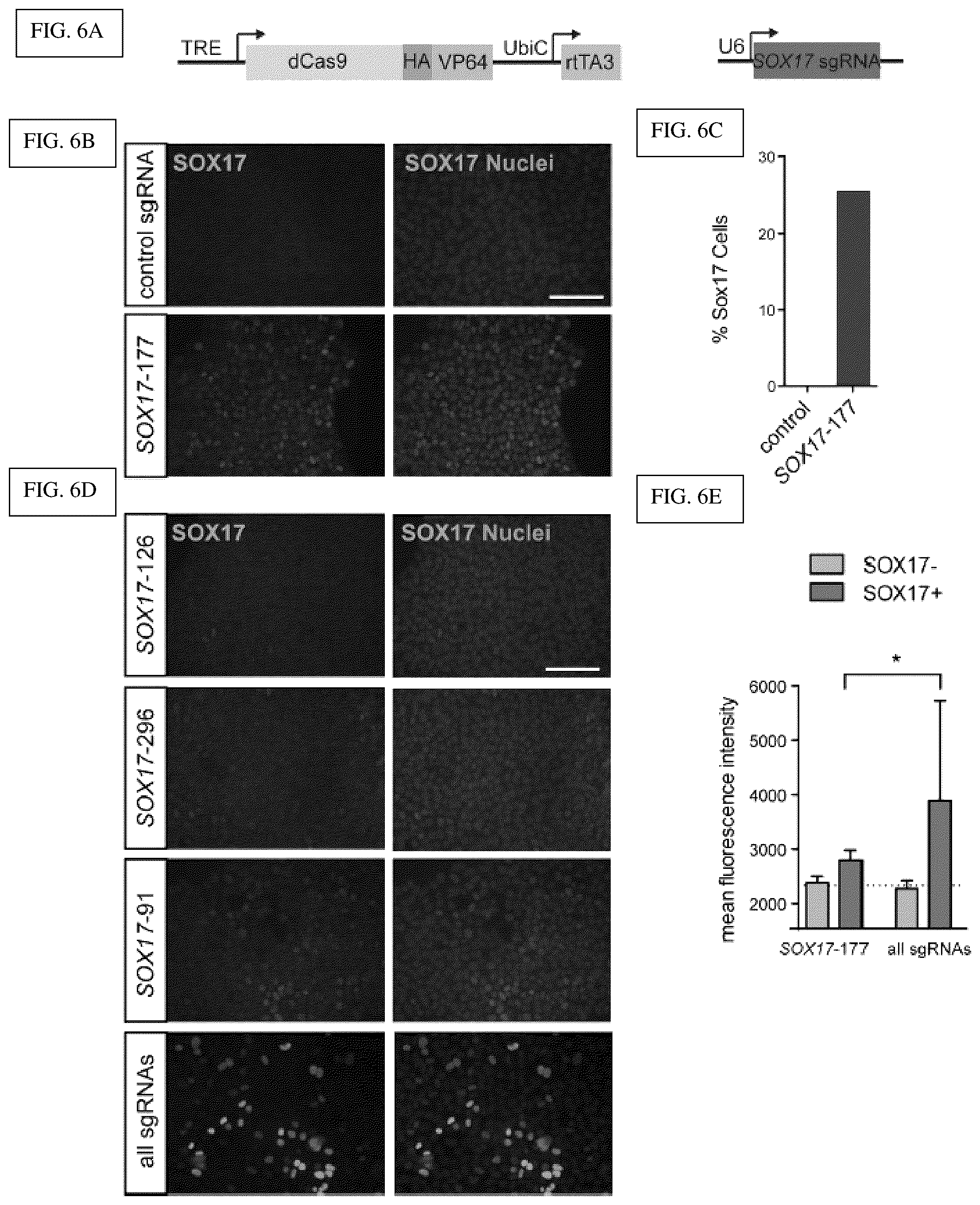 Patent US12098381 Figure 7 – Compositions and methods for differential Cas9 gene labeling and/or editing