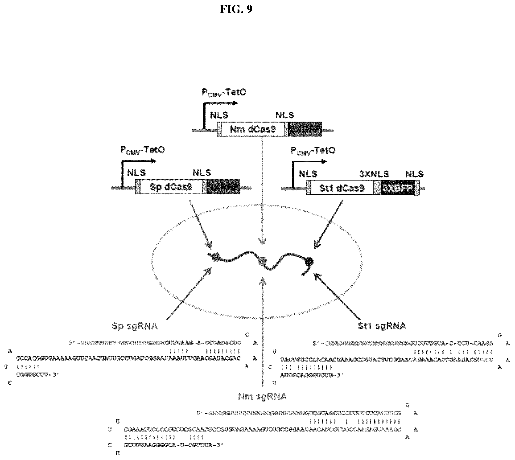 Patent US12098381 Figure 10 – Compositions and methods for differential Cas9 gene labeling and/or editing