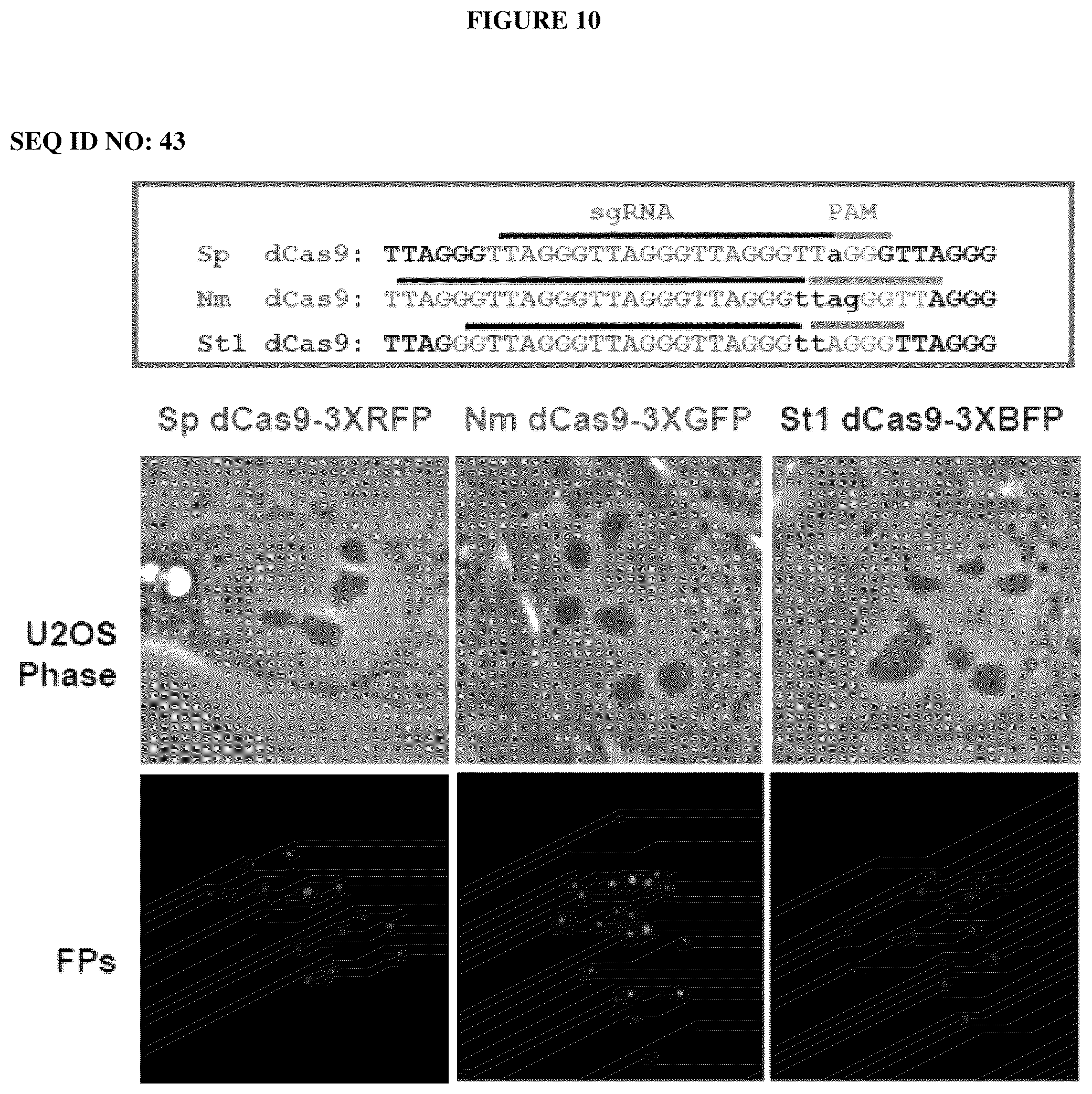 Patent US12098381 Figure 11 – Compositions and methods for differential Cas9 gene labeling and/or editing