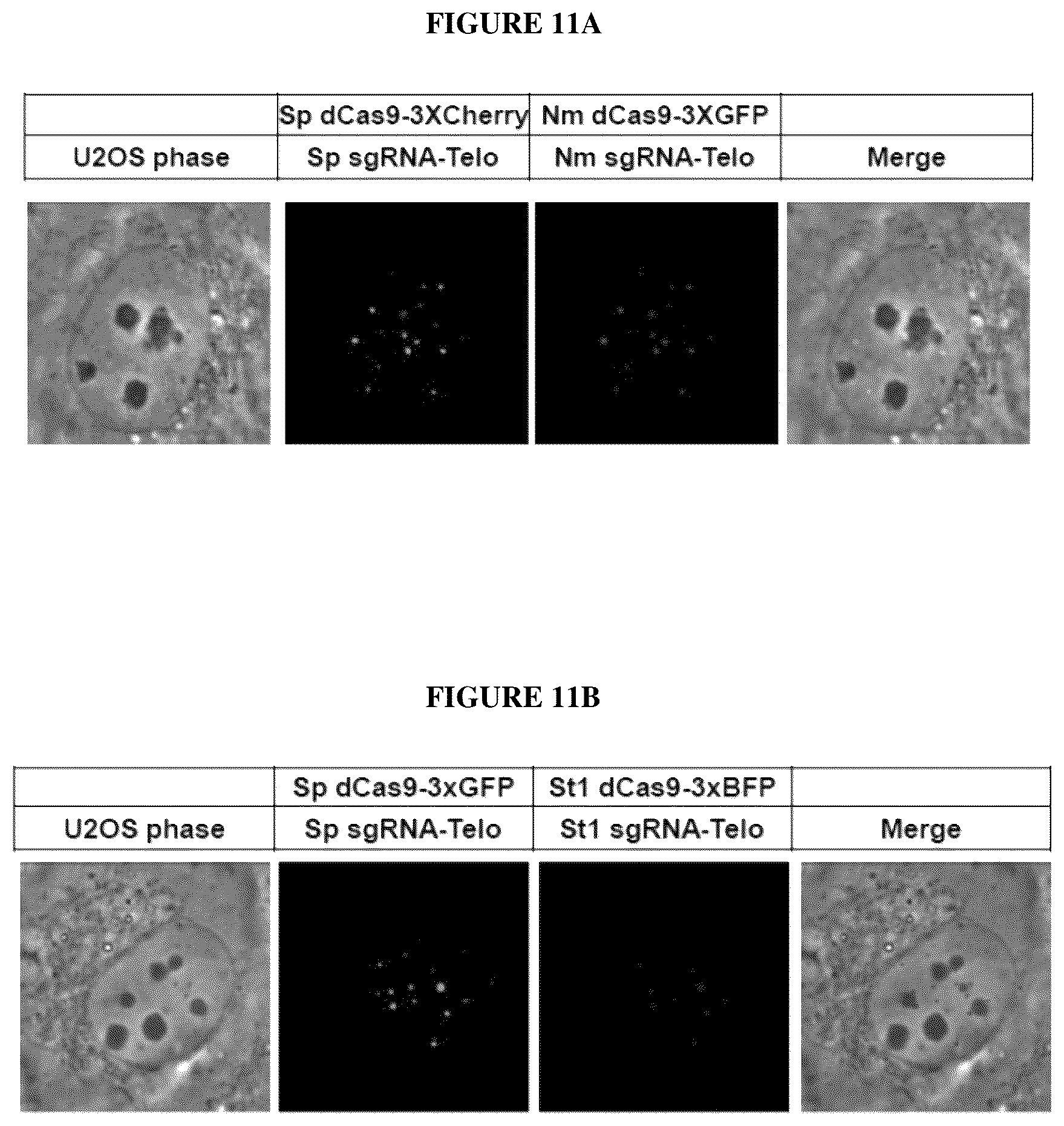 Patent US12098381 Figure 12 – Compositions and methods for differential Cas9 gene labeling and/or editing