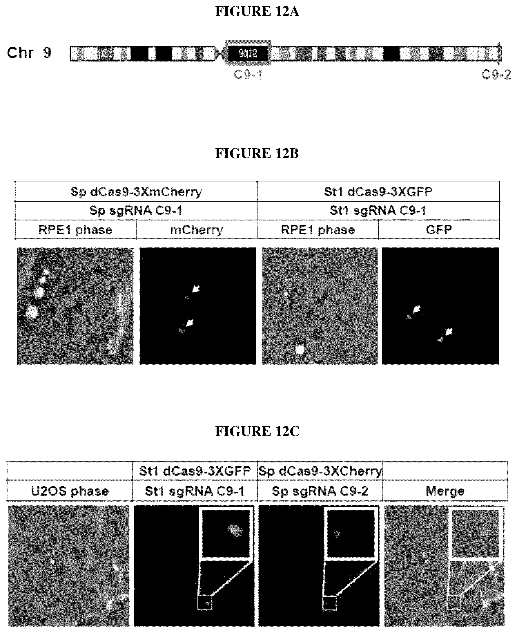 Patent US12098381 Figure 13 – Compositions and methods for differential Cas9 gene labeling and/or editing