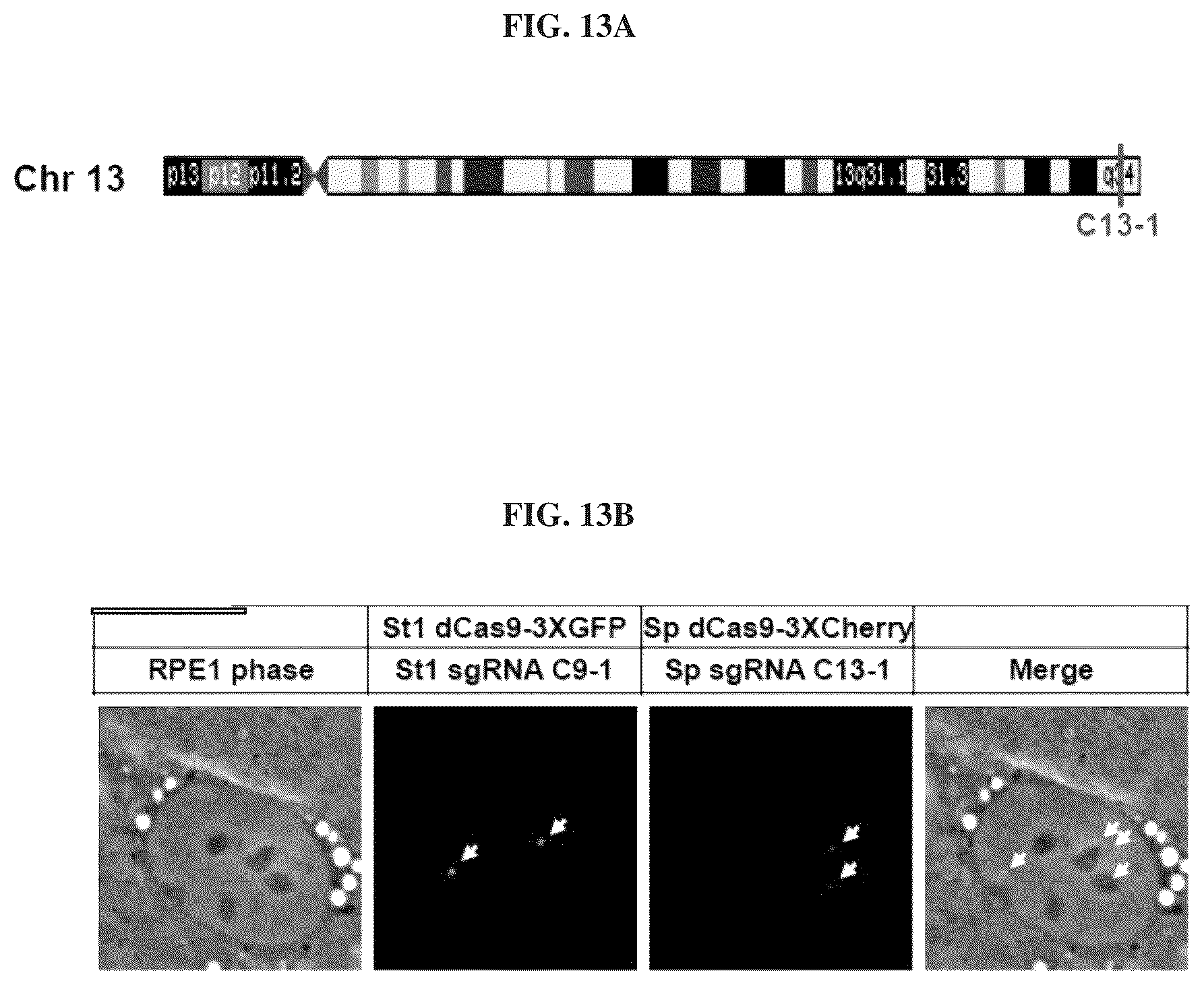 Patent US12098381 Figure 14 – Compositions and methods for differential Cas9 gene labeling and/or editing