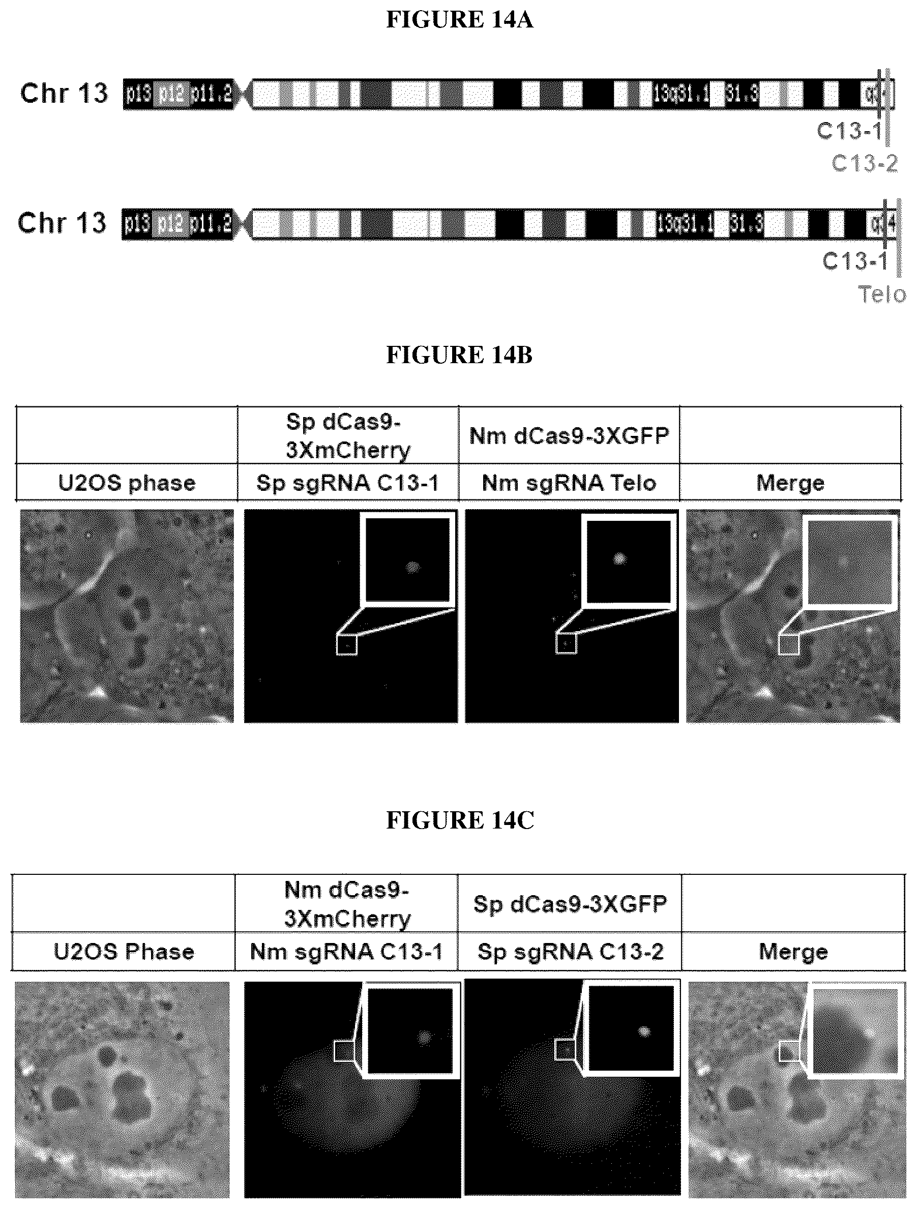 Patent US12098381 Figure 15 – Compositions and methods for differential Cas9 gene labeling and/or editing