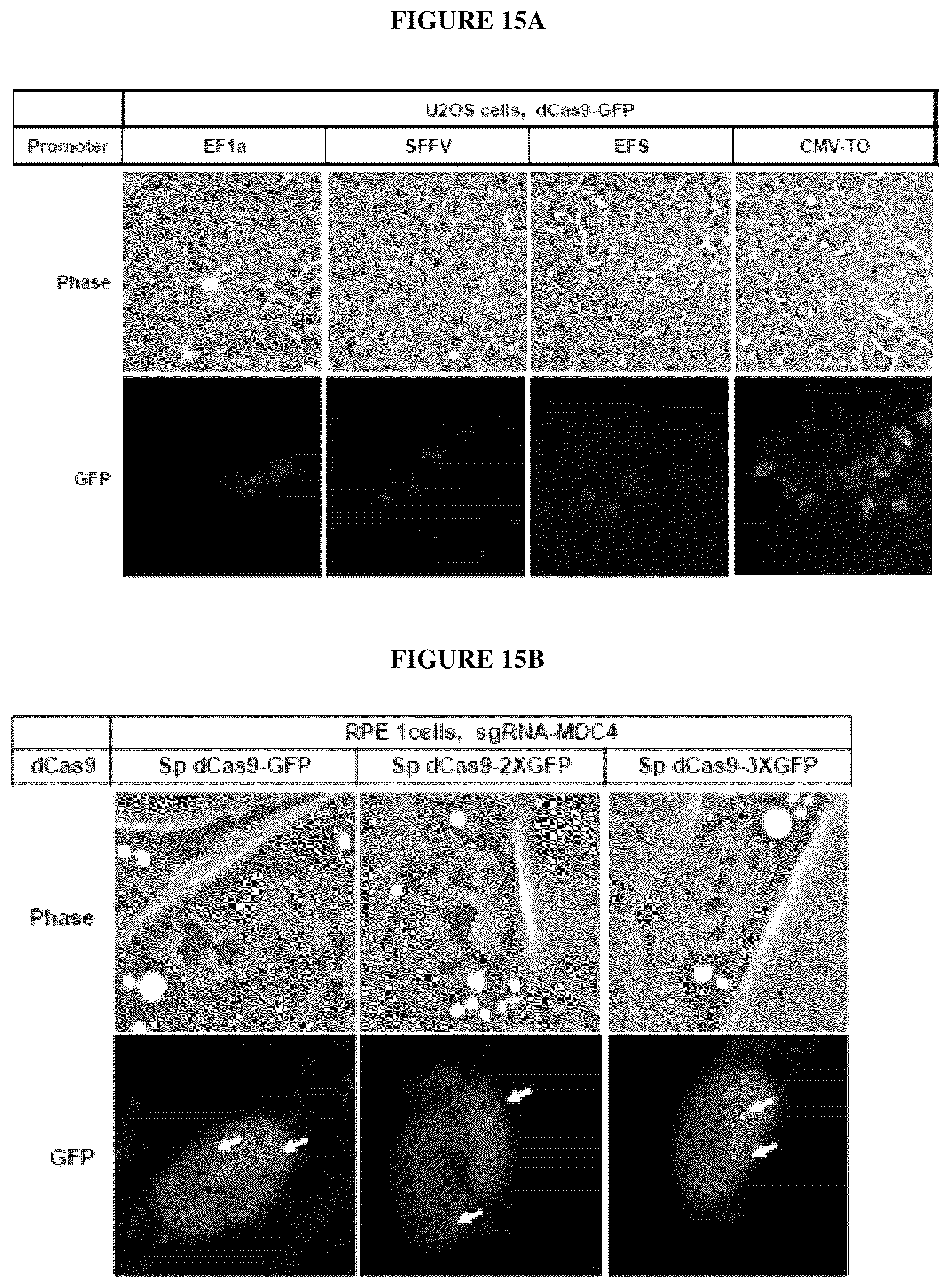 Patent US12098381 Figure 16 – Compositions and methods for differential Cas9 gene labeling and/or editing