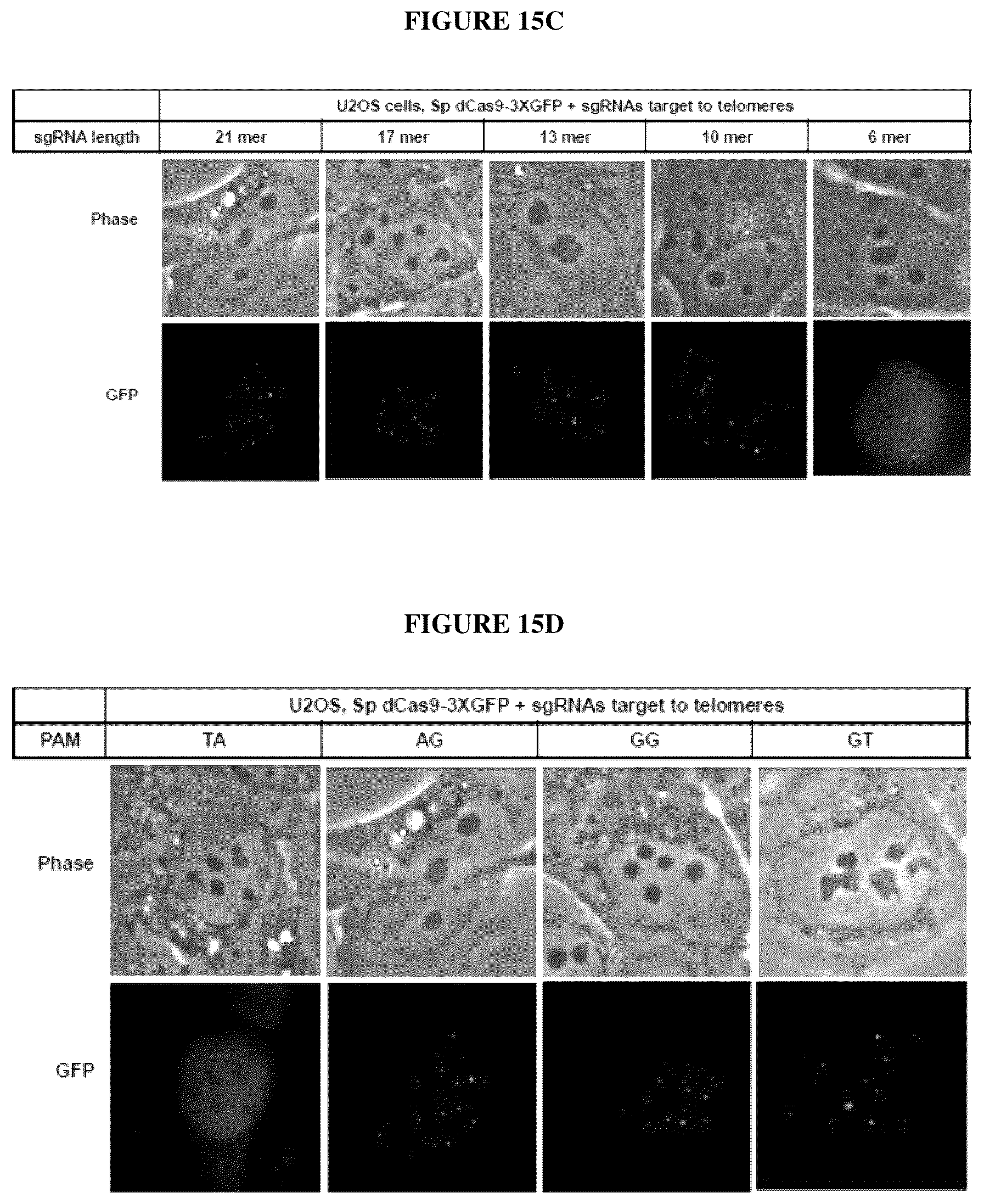 Patent US12098381 Figure 17 – Compositions and methods for differential Cas9 gene labeling and/or editing