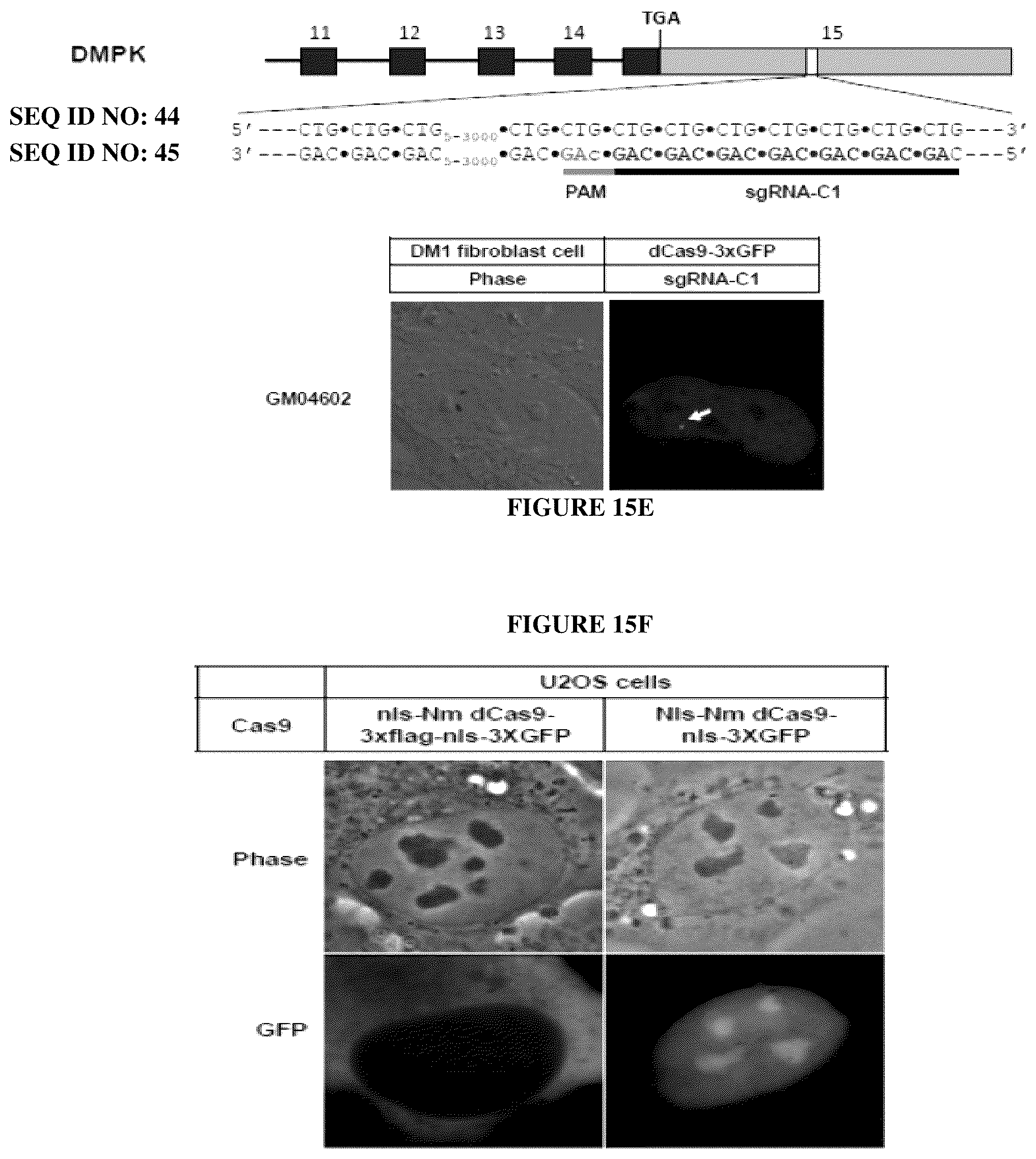 Patent US12098381 Figure 18 – Compositions and methods for differential Cas9 gene labeling and/or editing